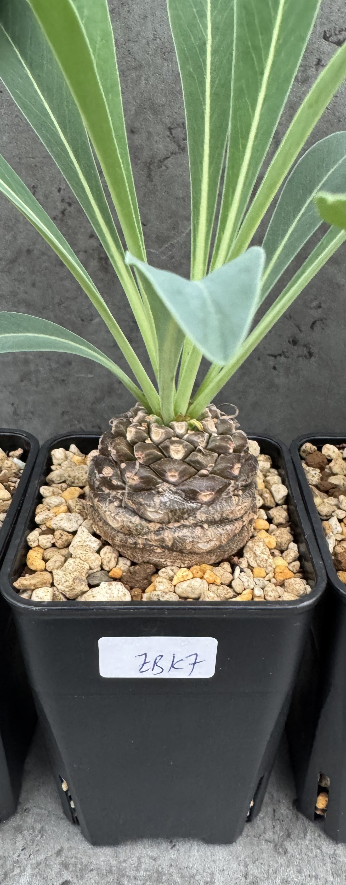 Euphorbia bupleurifolia