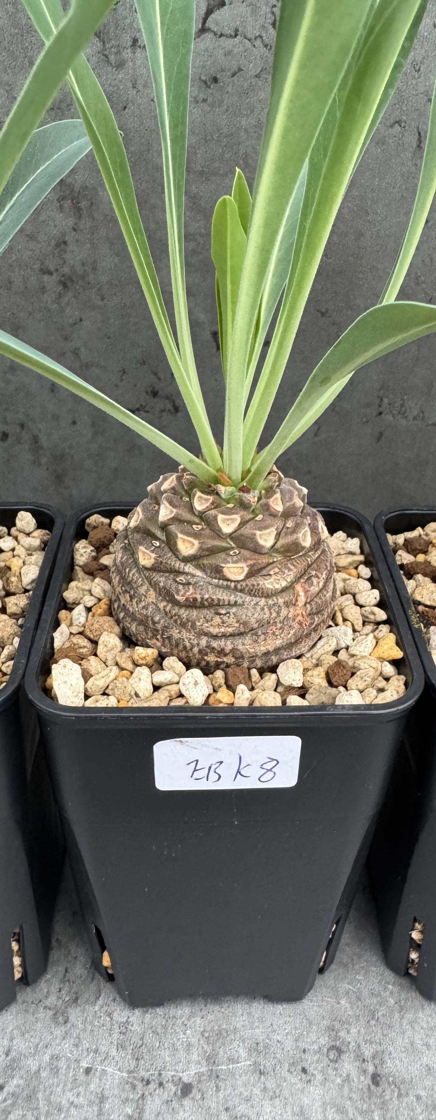 Euphorbia bupleurifolia
