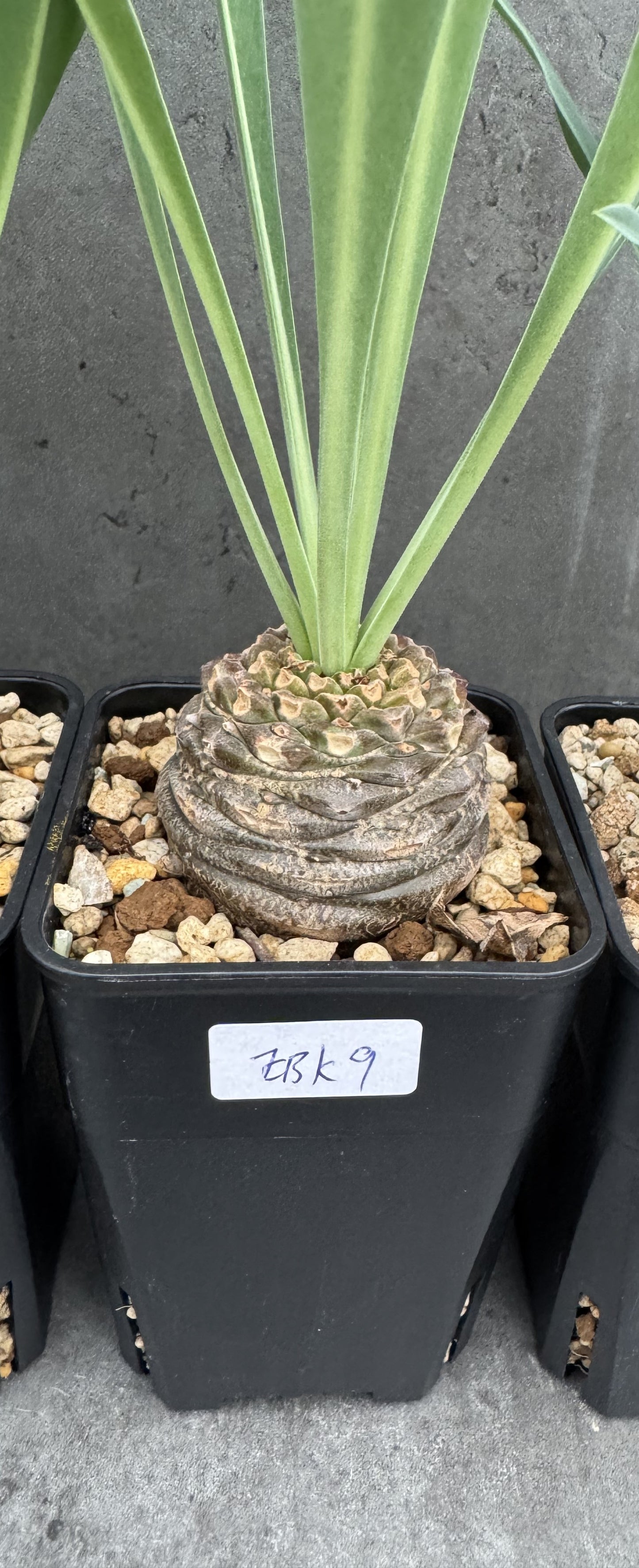 Euphorbia bupleurifolia