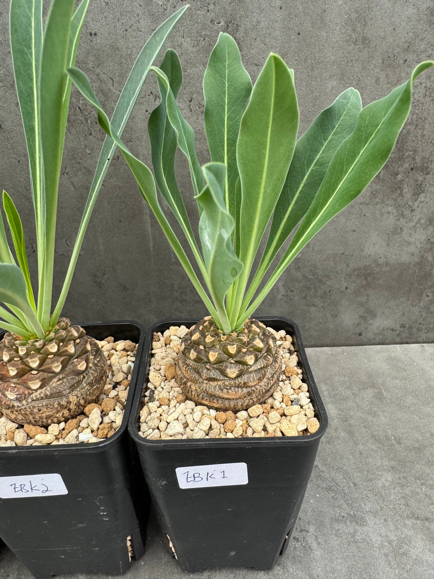 Euphorbia bupleurifolia