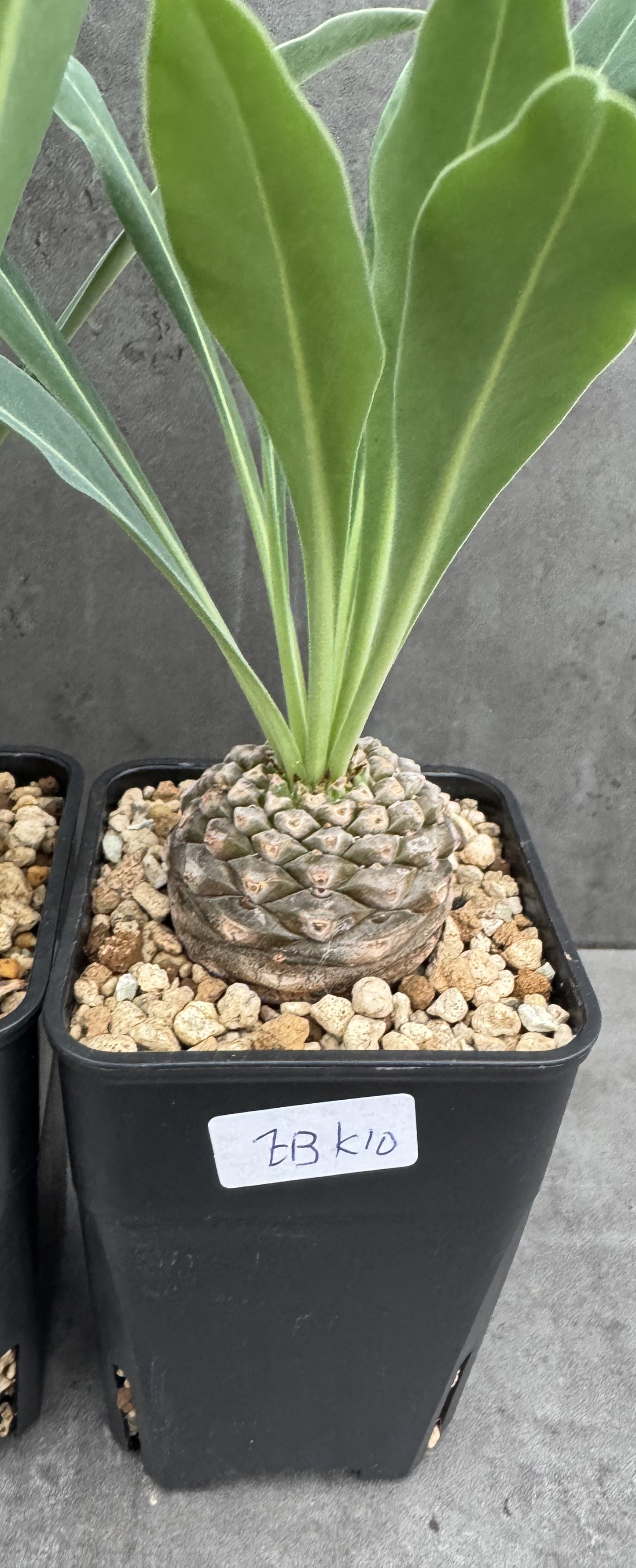 Euphorbia bupleurifolia