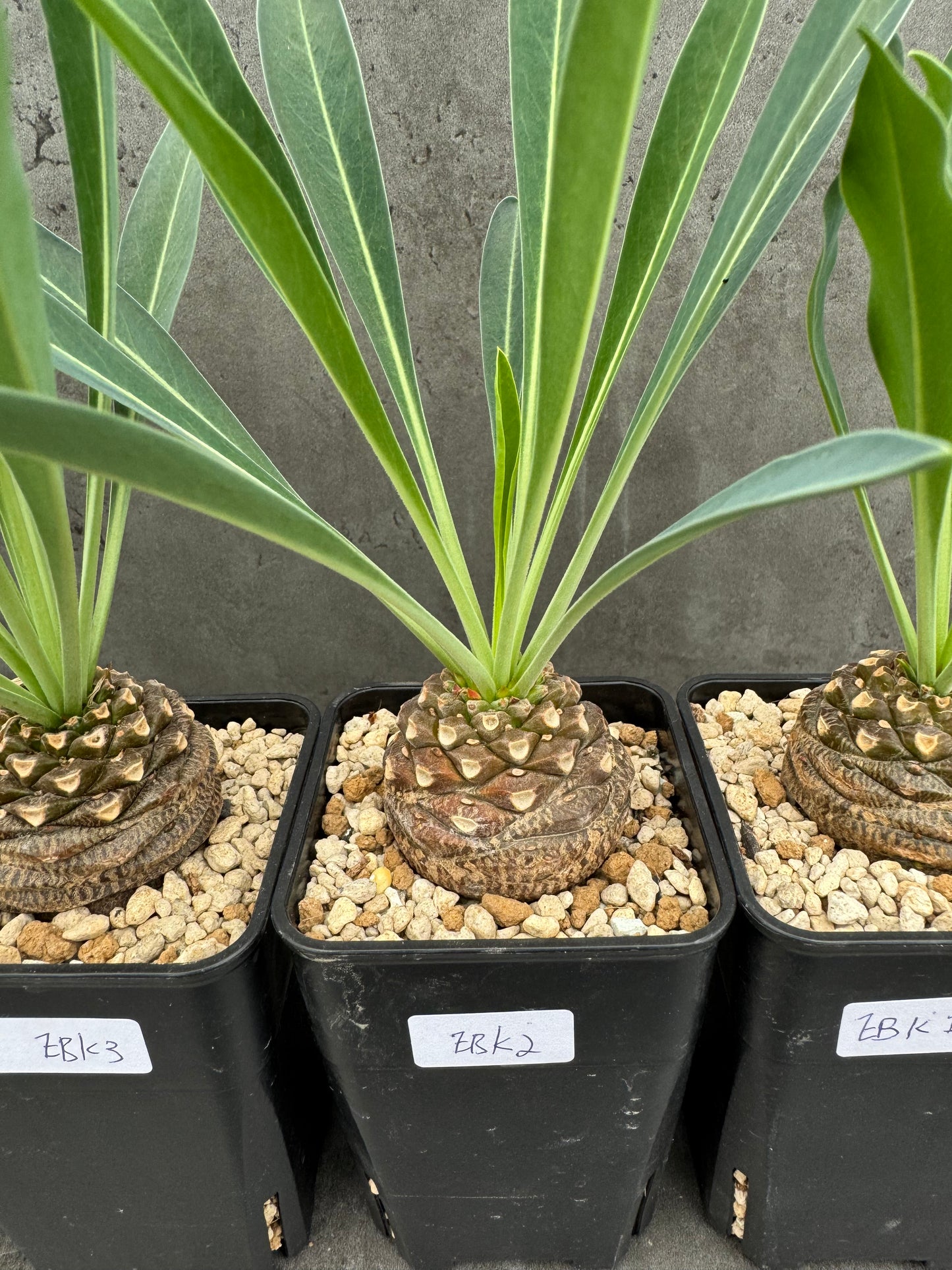 Euphorbia bupleurifolia