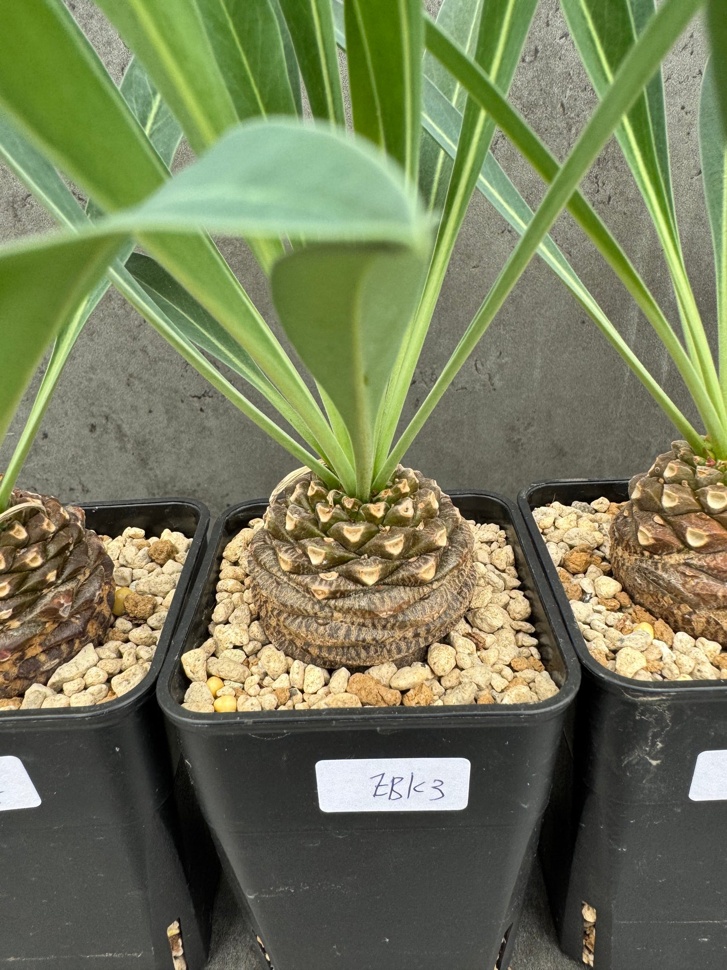 Euphorbia bupleurifolia