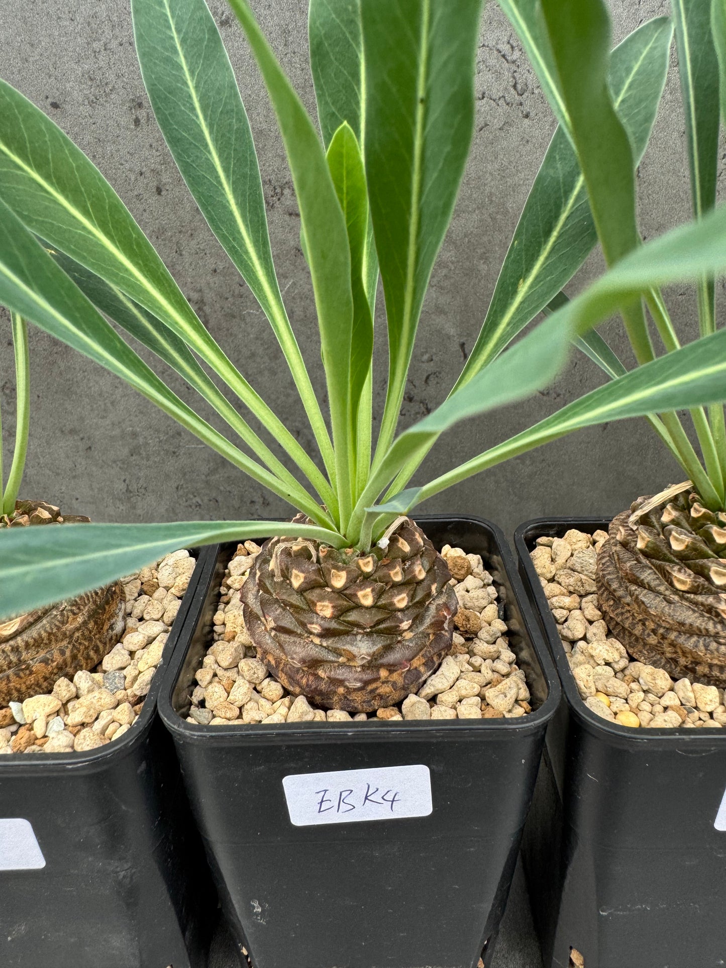 Euphorbia bupleurifolia
