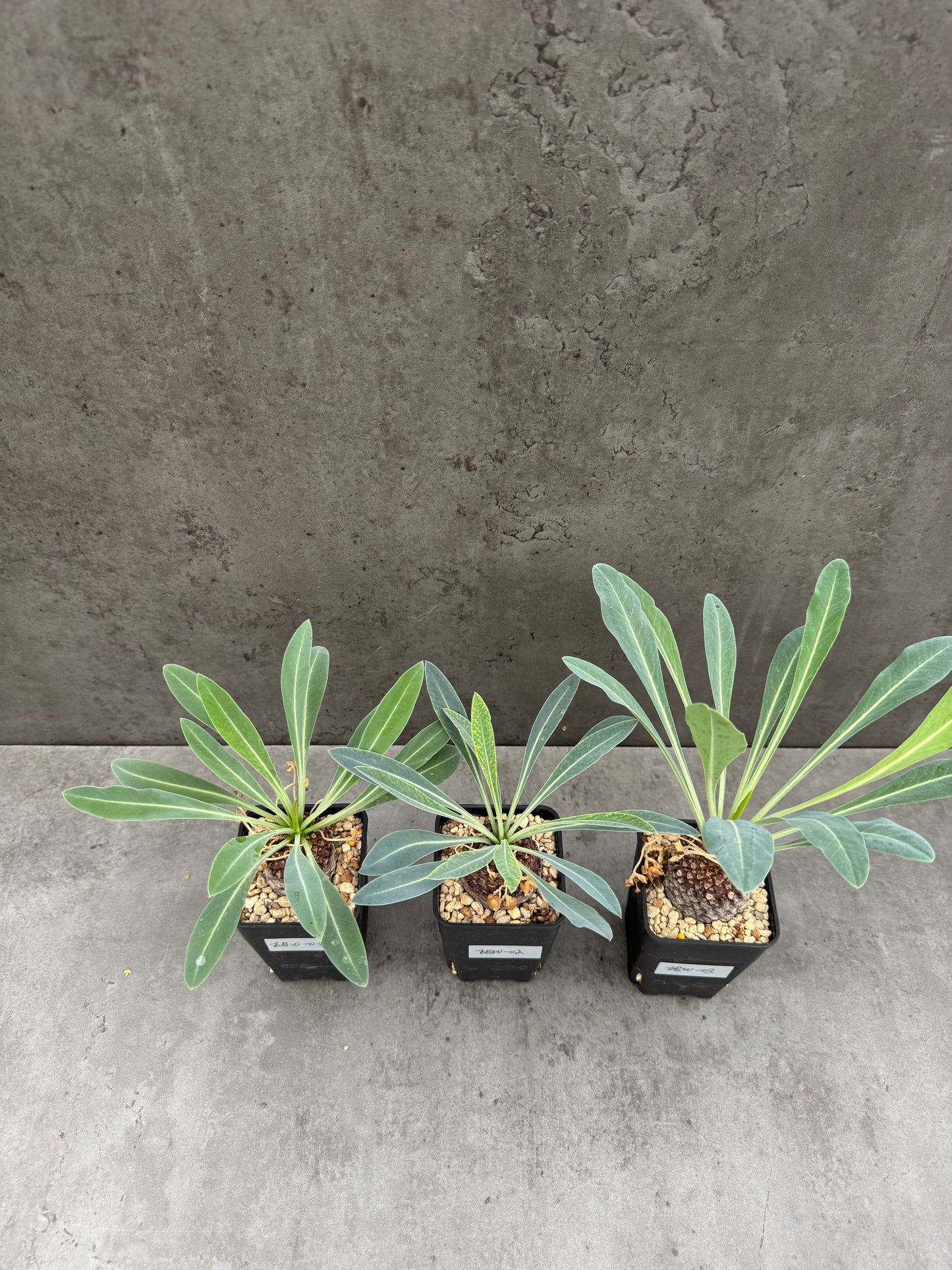 Euphorbia bupleurifolia - weiblich
