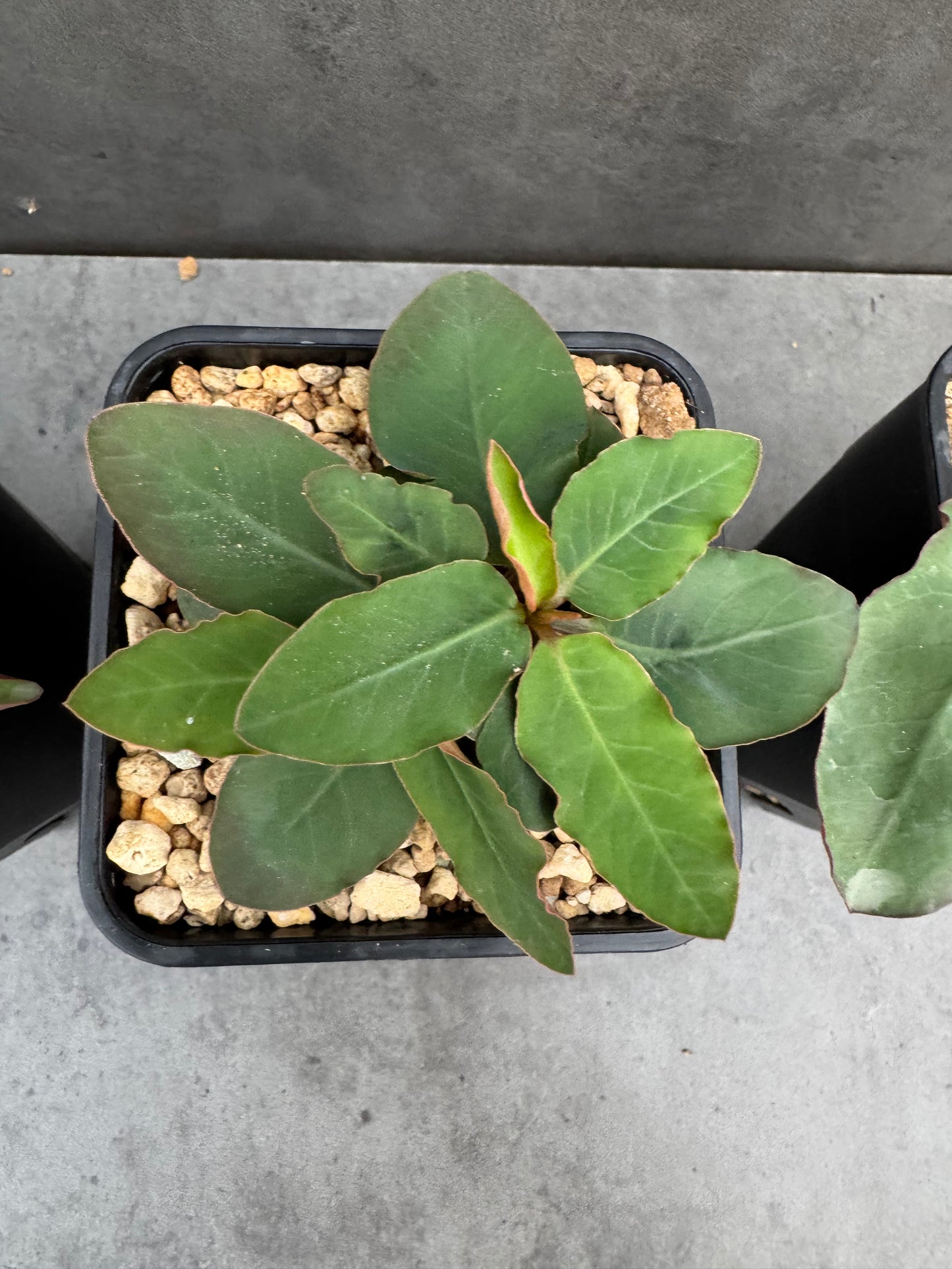 Euphorbia moratii - Rarität aus Madagaskar