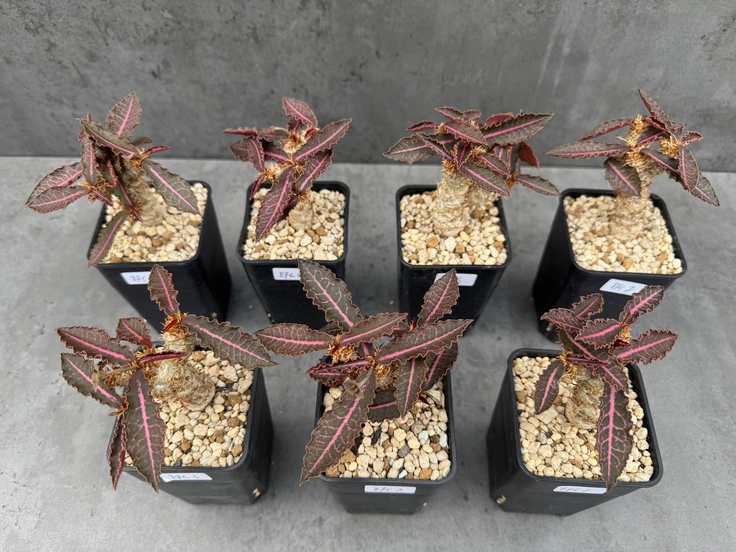 Euphorbia francoisii var. crassicaulis 'Rubrifolia'