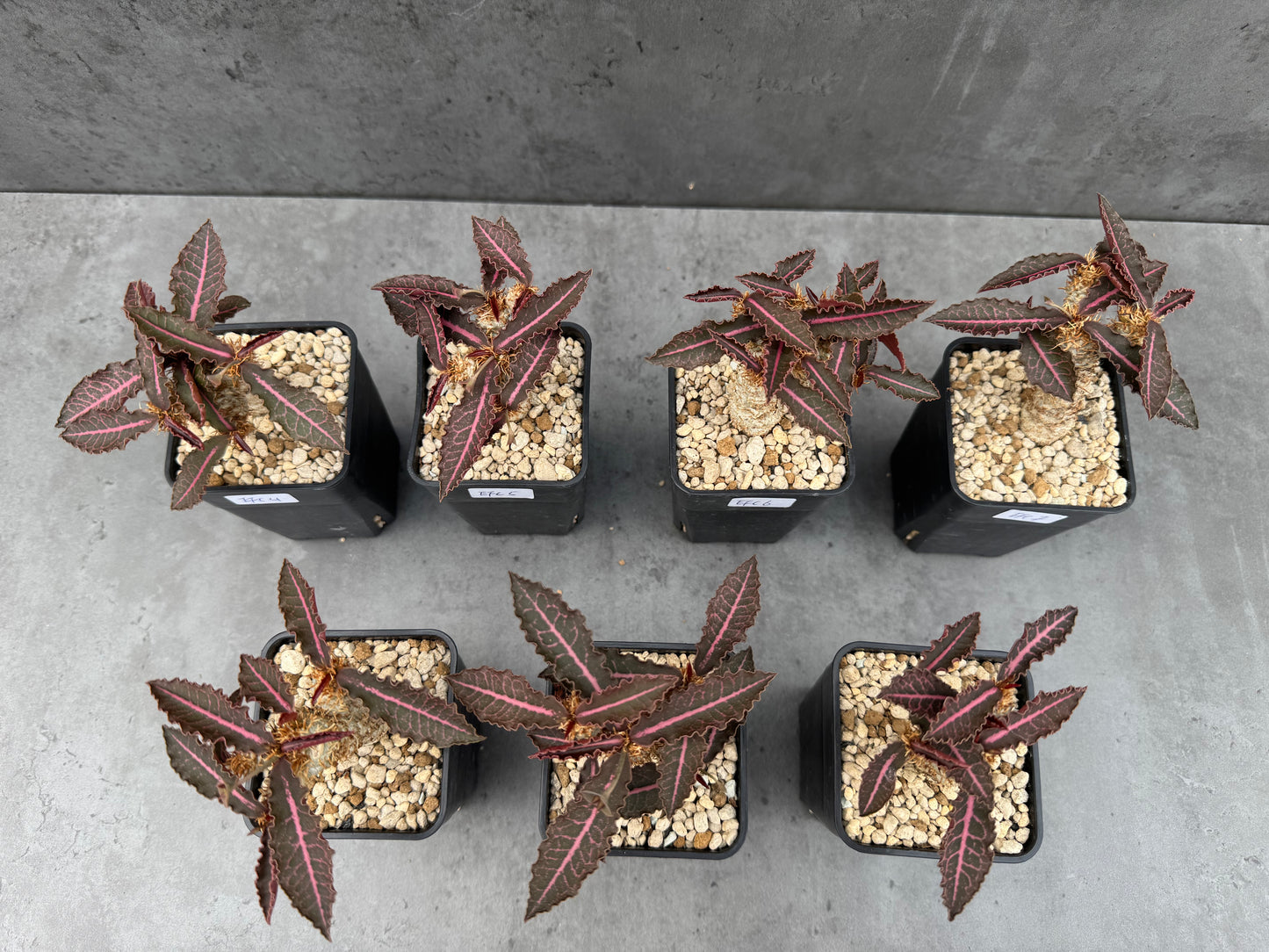 Euphorbia francoisii var. crassicaulis 'Rubrifolia'