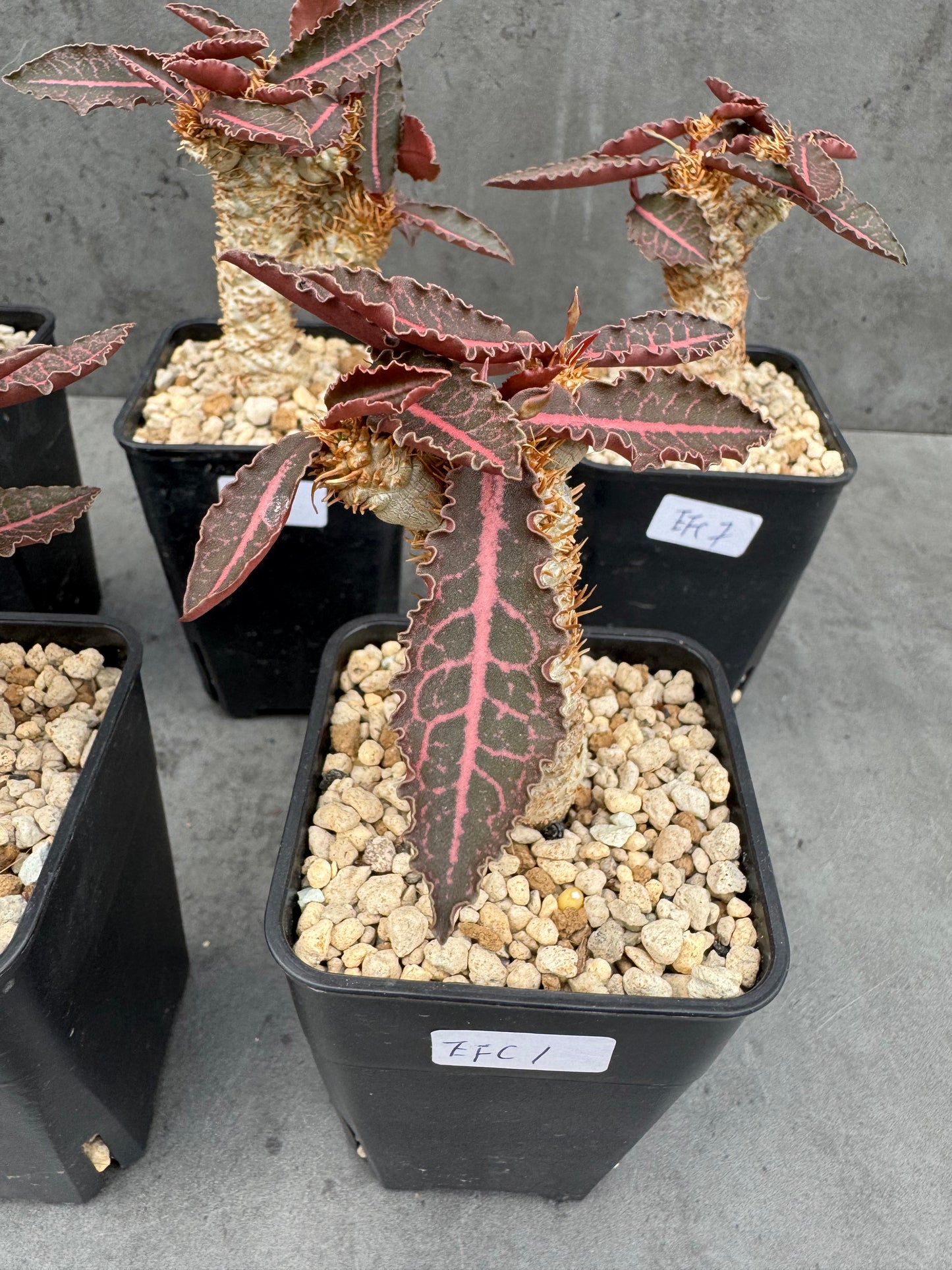 Euphorbia francoisii var. crassicaulis 'Rubrifolia'