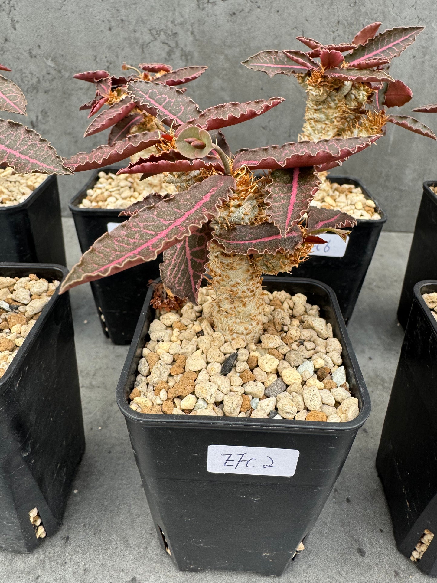 Euphorbia francoisii var. crassicaulis 'Rubrifolia'