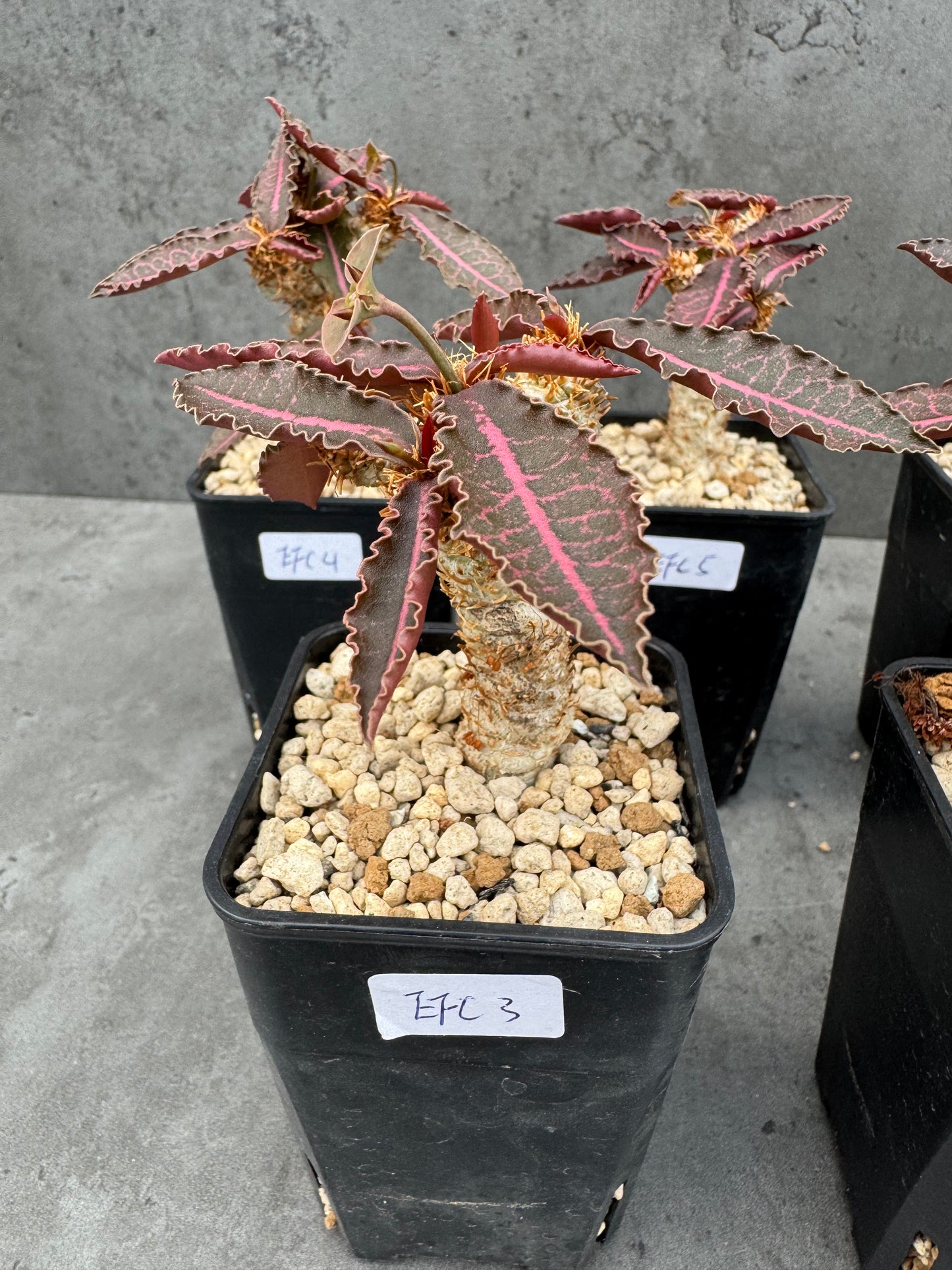 Euphorbia francoisii var. crassicaulis 'Rubrifolia'