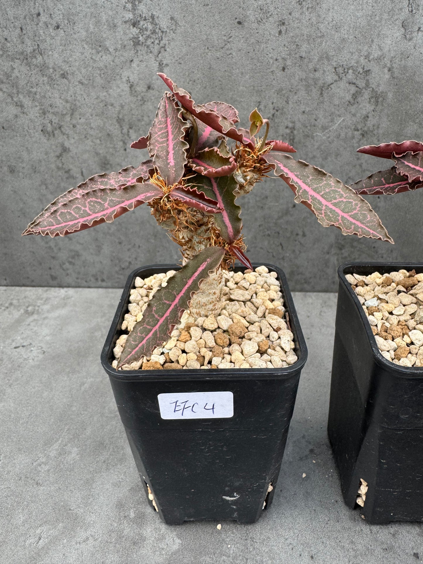 Euphorbia francoisii var. crassicaulis 'Rubrifolia'