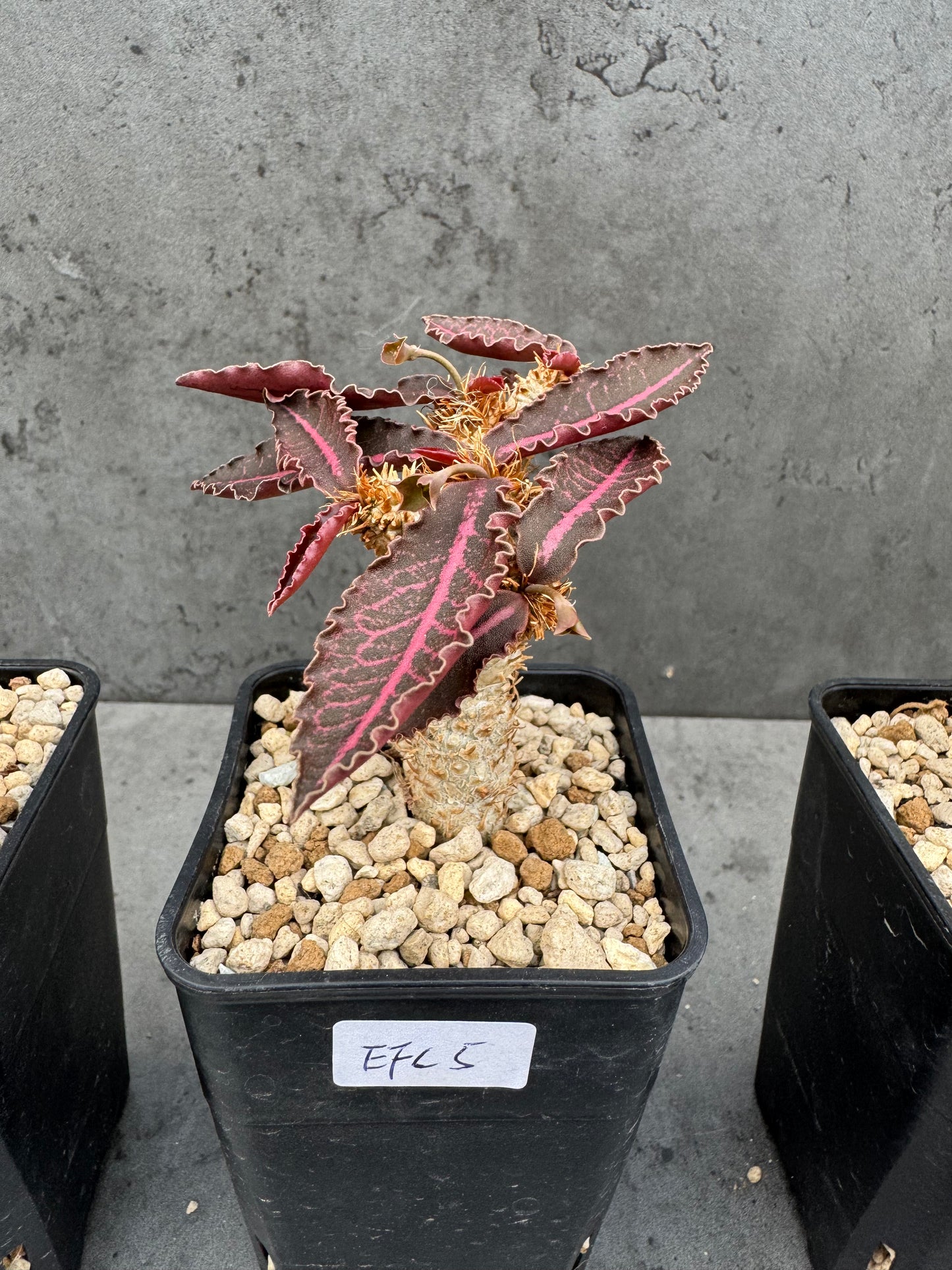 Euphorbia francoisii var. crassicaulis 'Rubrifolia'