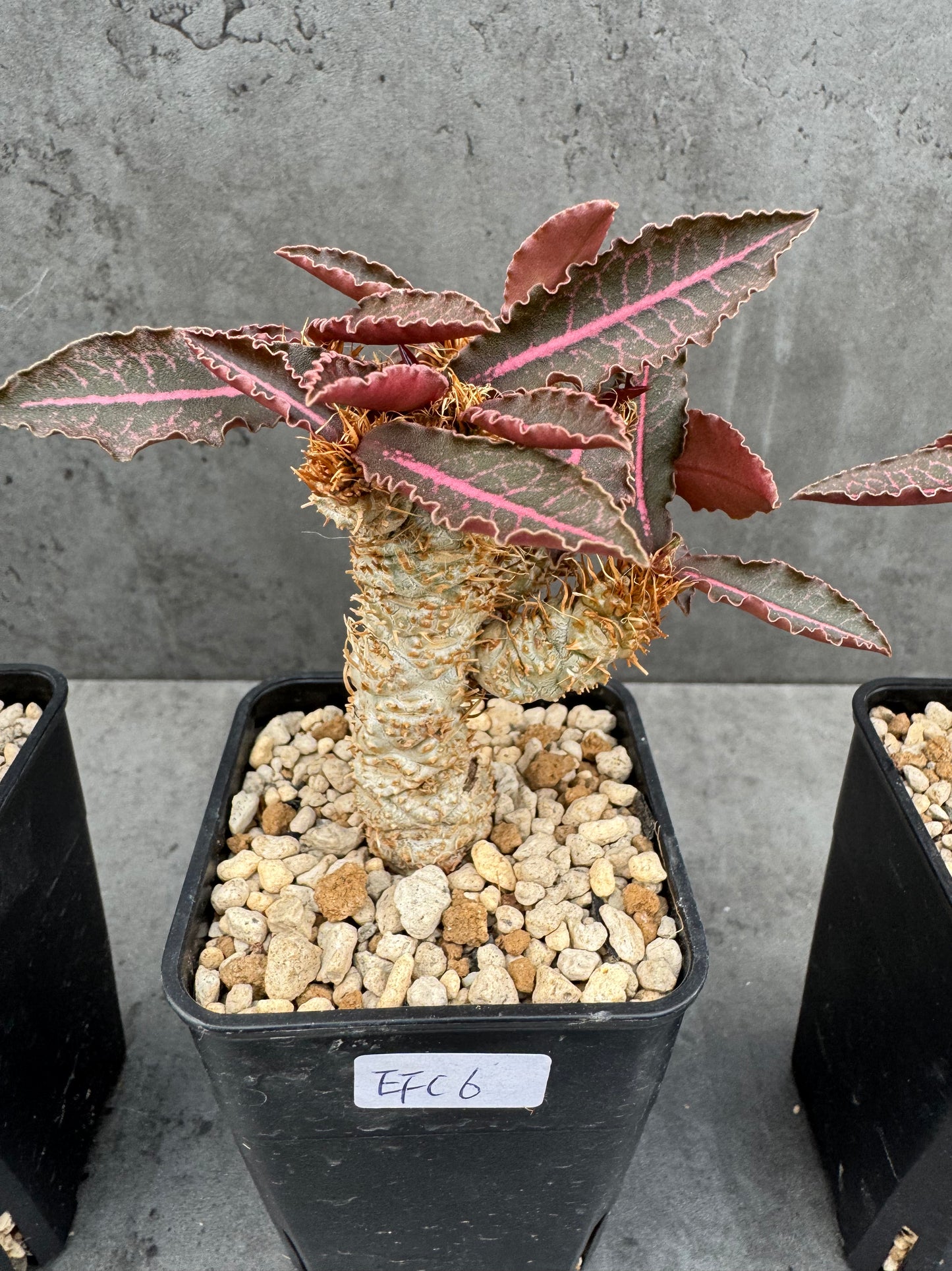 Euphorbia francoisii var. crassicaulis 'Rubrifolia'