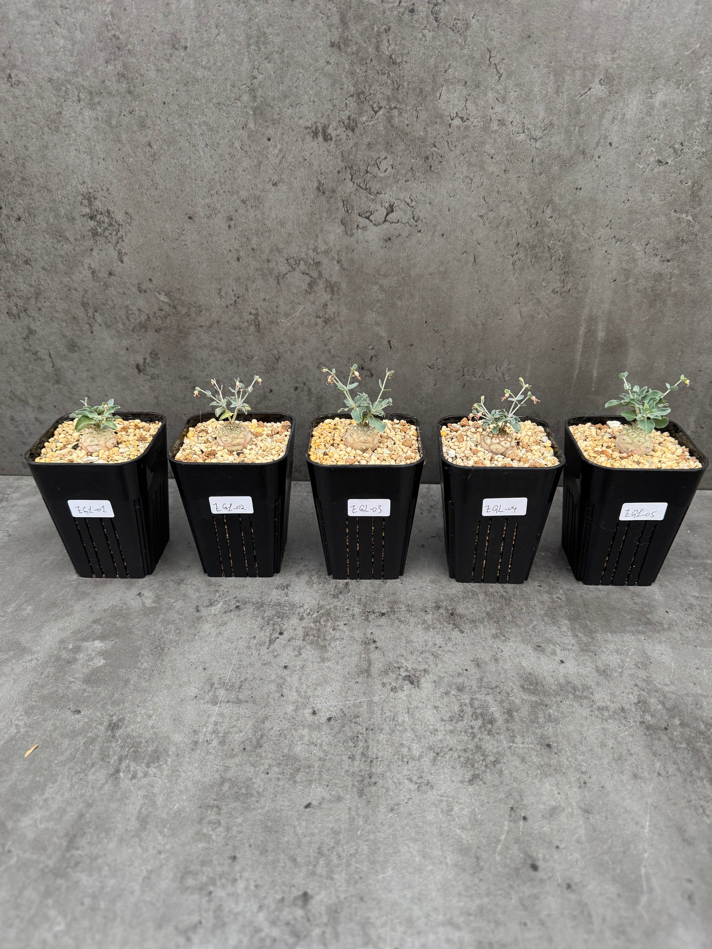 Euphorbia globulicaulis - Rarität aus Somalia (Die kleinste Euphorbia der Welt)