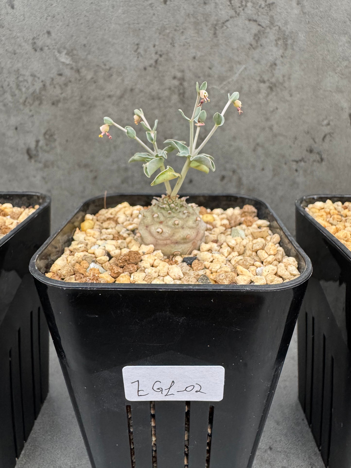 Euphorbia globulicaulis - Rarität aus Somalia (Die kleinste Euphorbia der Welt)