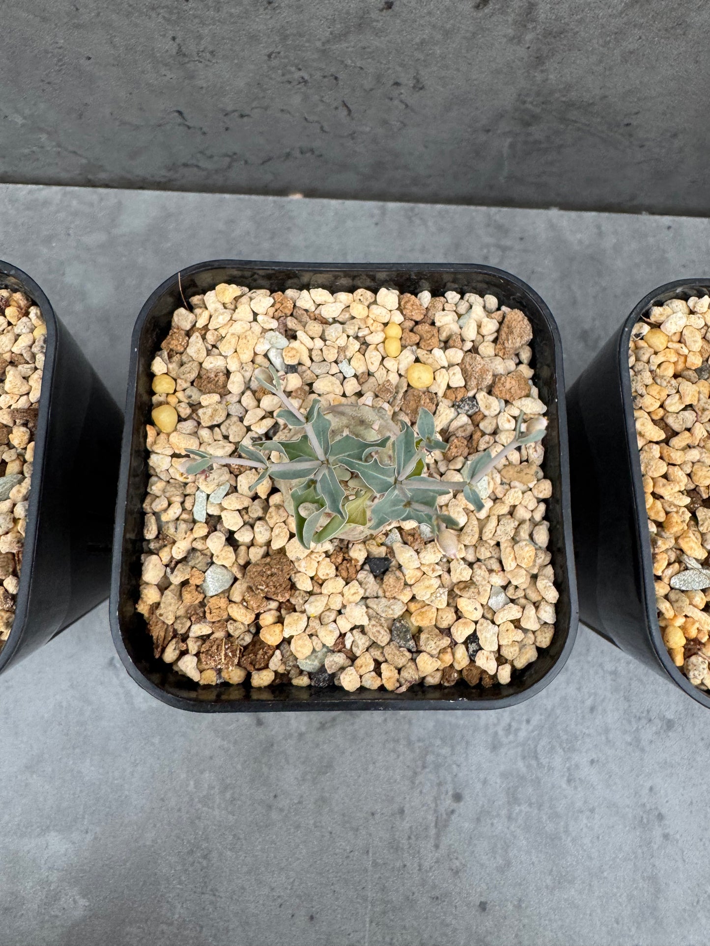 Euphorbia globulicaulis - Rarität aus Somalia (Die kleinste Euphorbia der Welt)