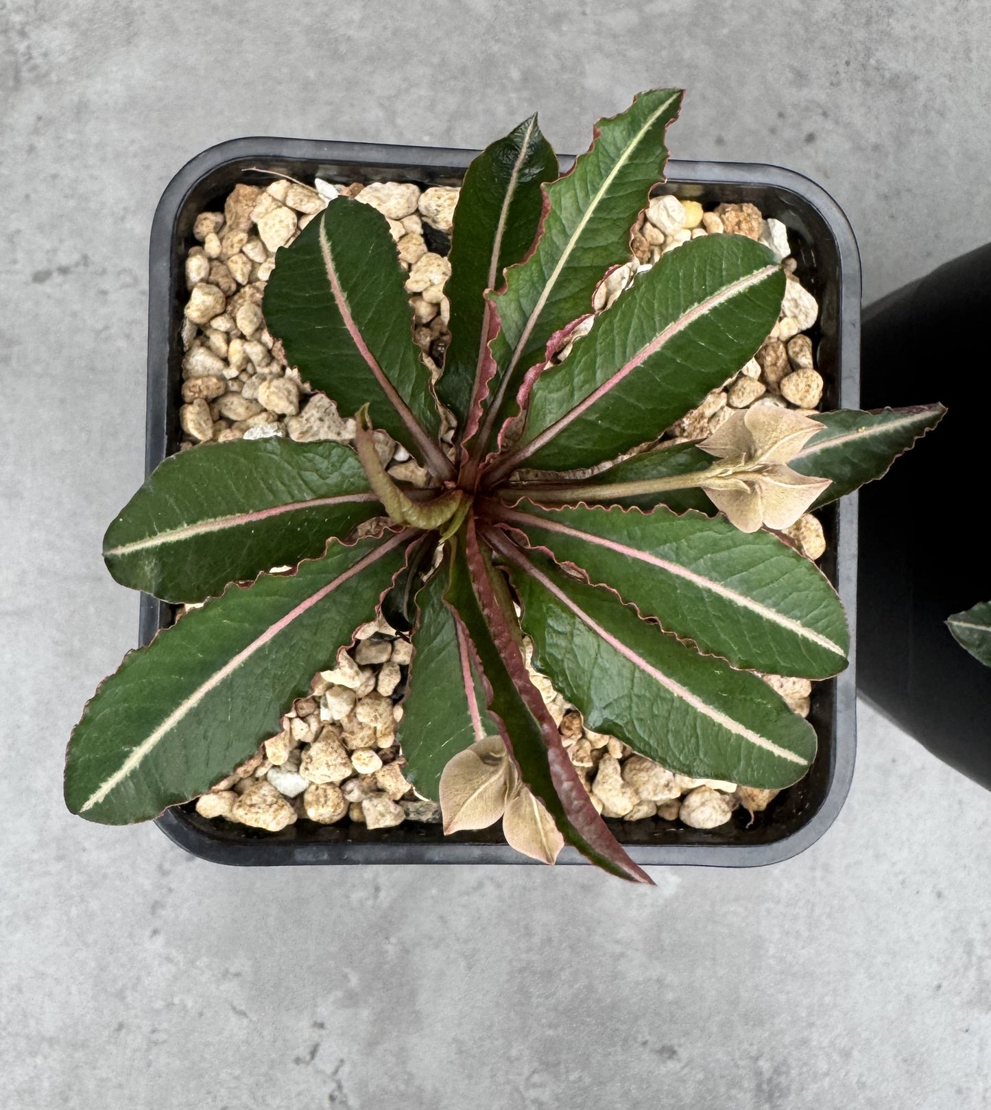 Euphorbia labatii – Rarität aus Madagaskar