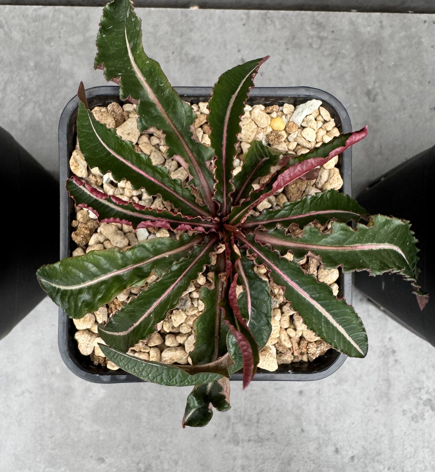 Euphorbia labatii – Rarität aus Madagaskar