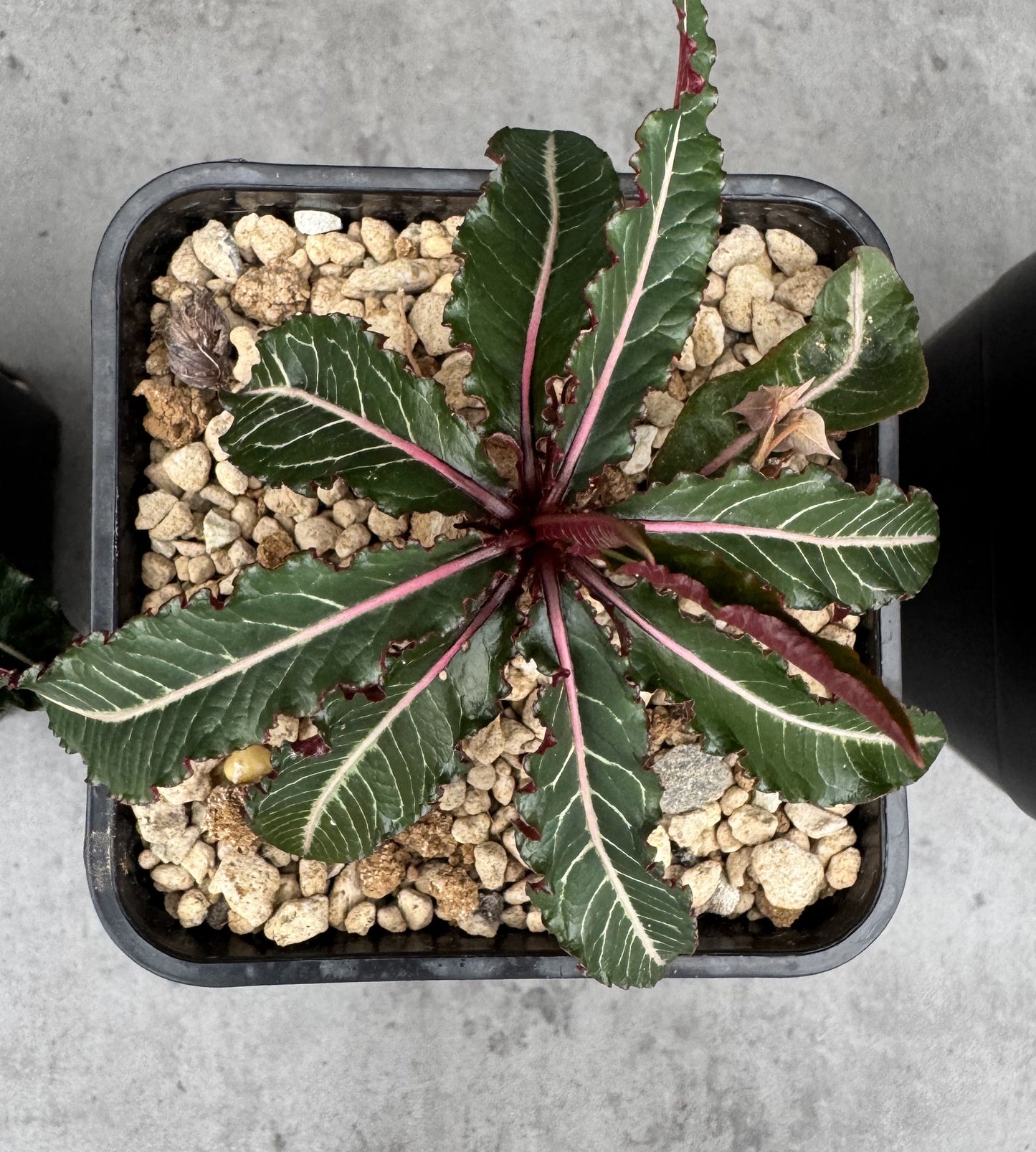 Euphorbia labatii – Rarität aus Madagaskar