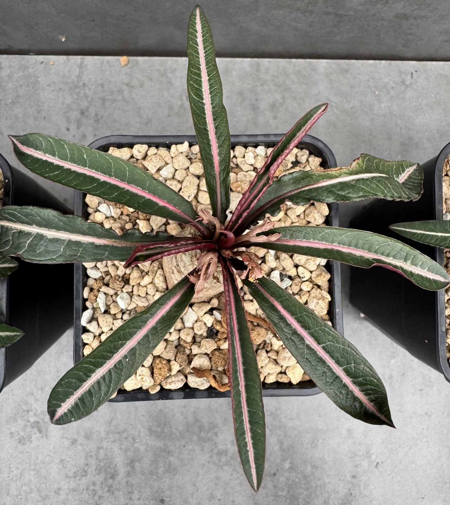 Euphorbia labatii – Rarität aus Madagaskar