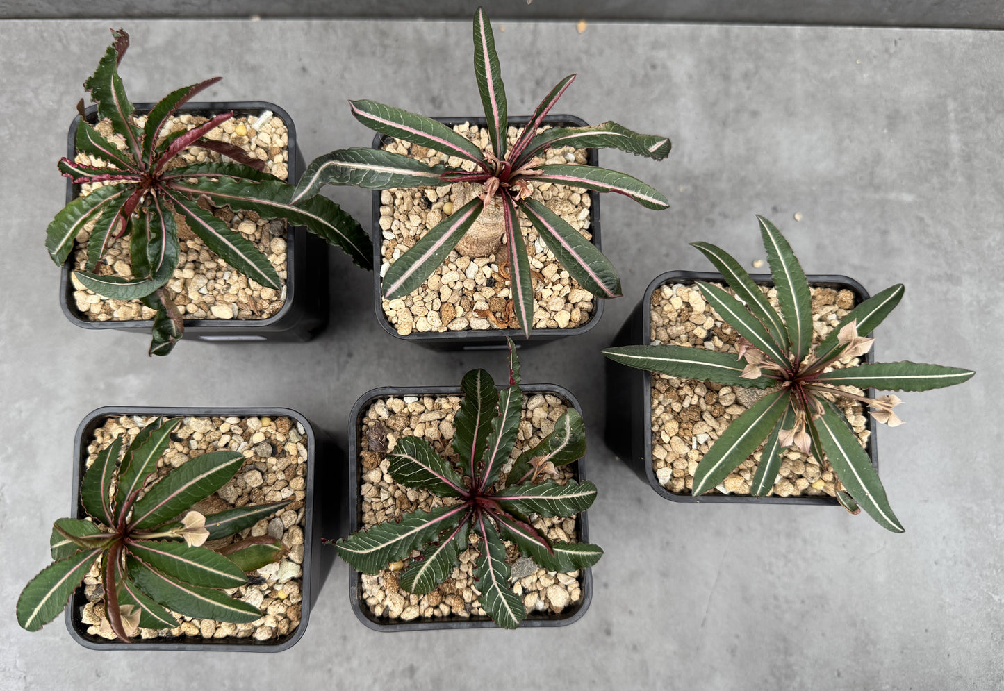 Euphorbia labatii – Rarität aus Madagaskar