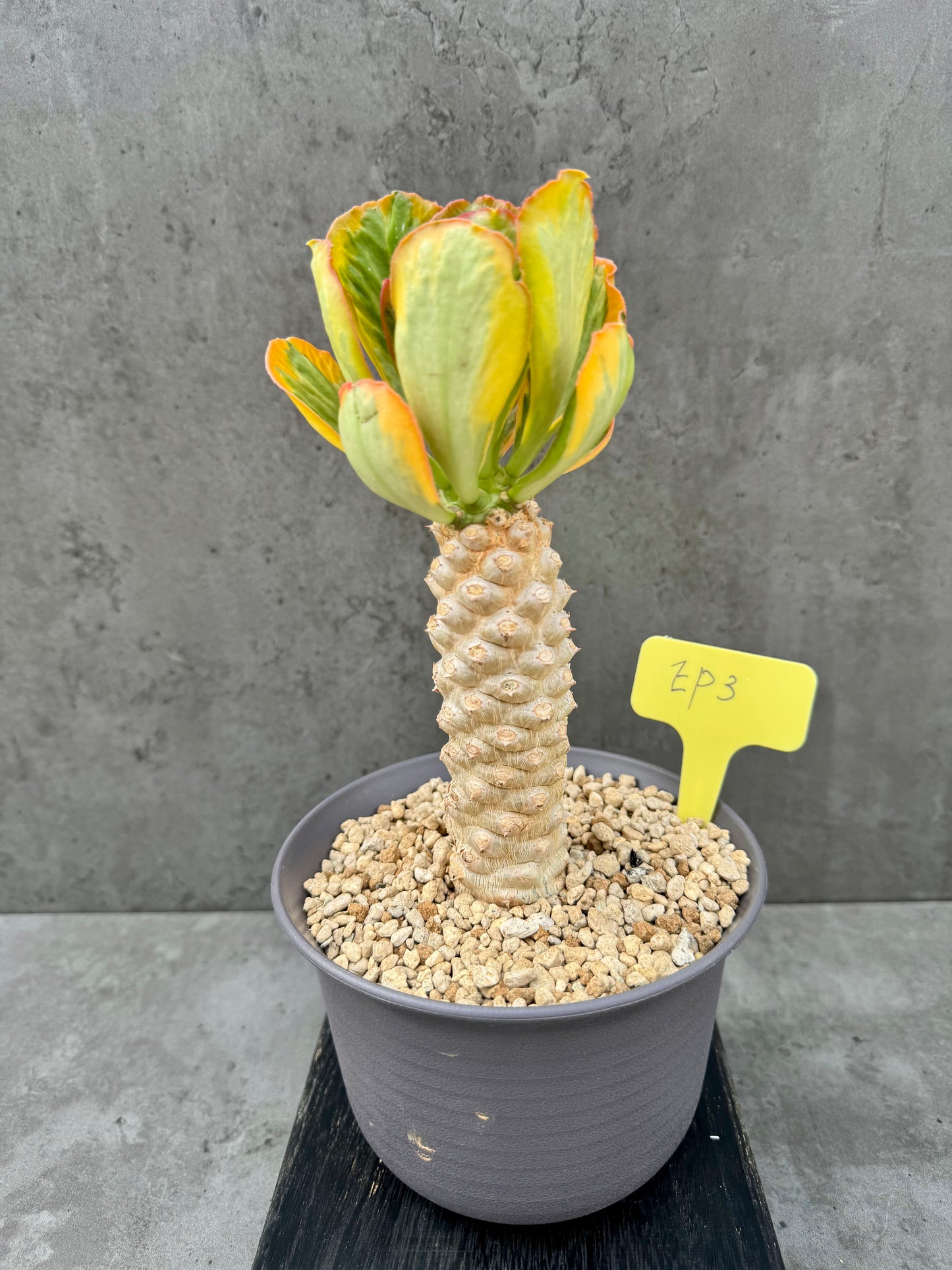 Euphorbia poissonii cv. variegata