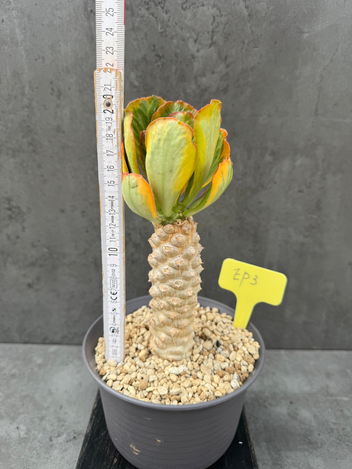 Euphorbia poissonii cv. variegata