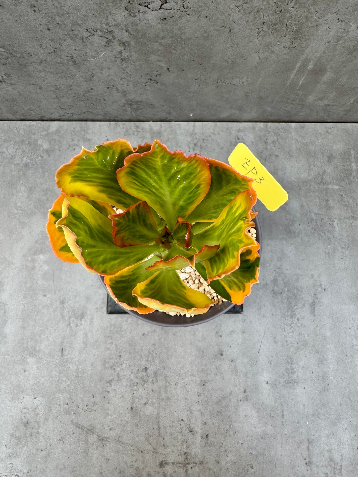 Euphorbia poissonii cv. variegata