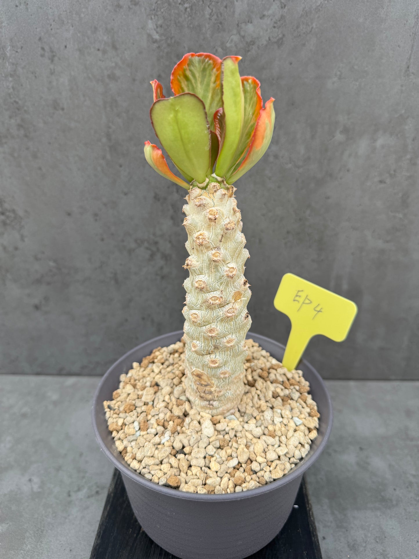 Euphorbia poissonii cv. variegata