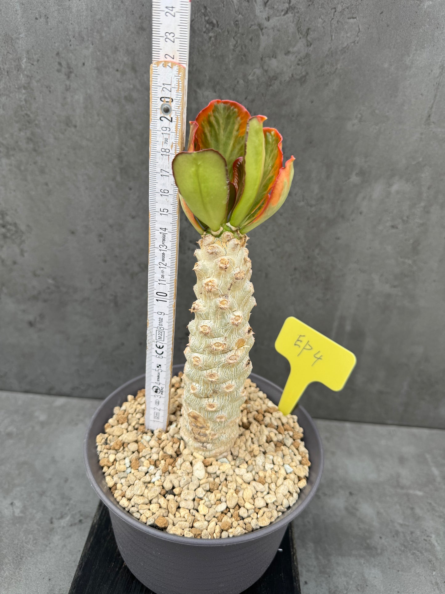 Euphorbia poissonii cv. variegata