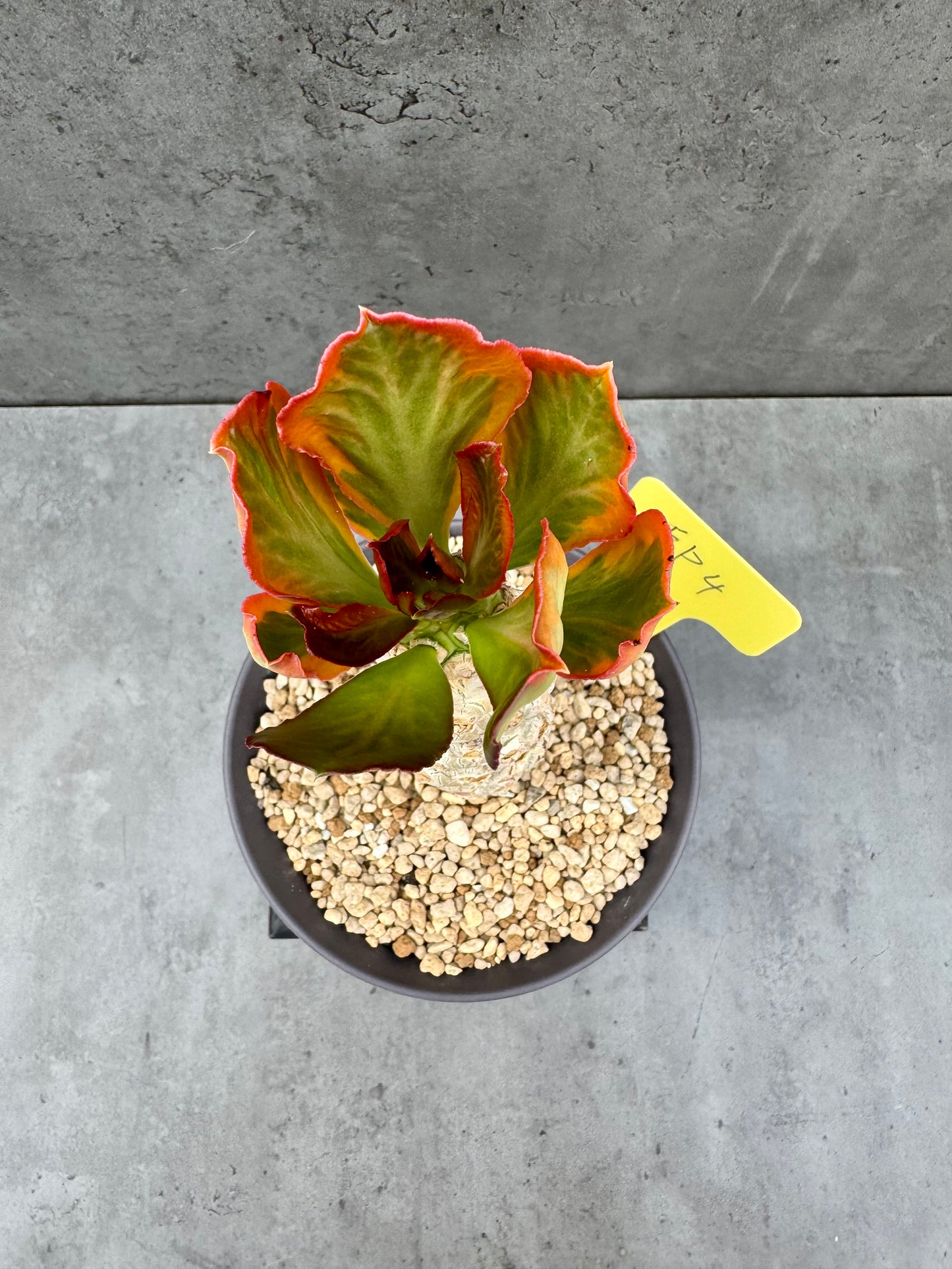 Euphorbia poissonii cv. variegata