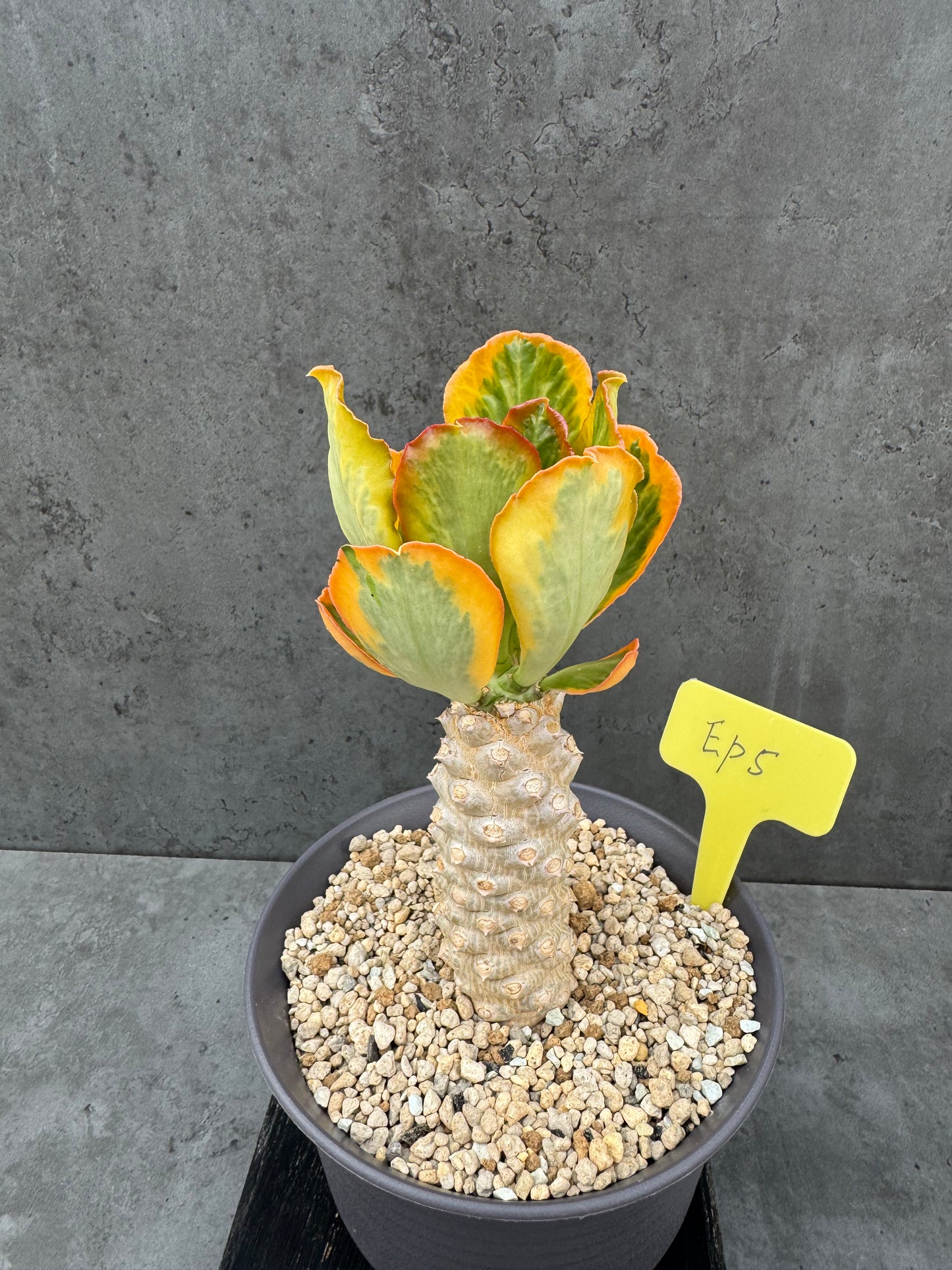Euphorbia poissonii cv. variegata