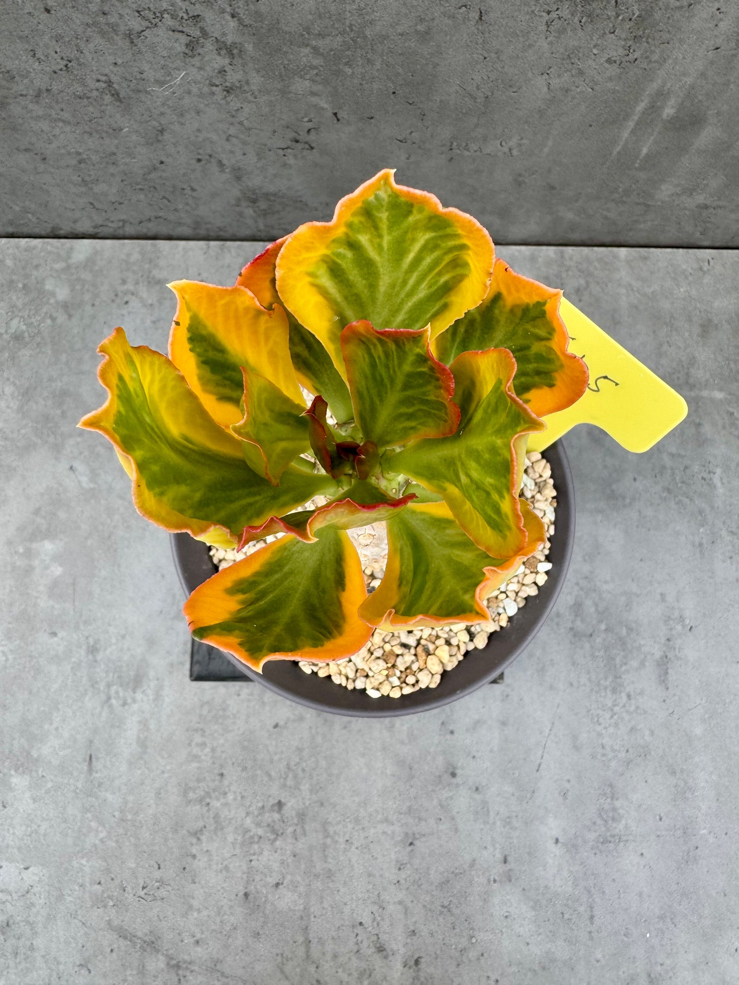 Euphorbia poissonii cv. variegata