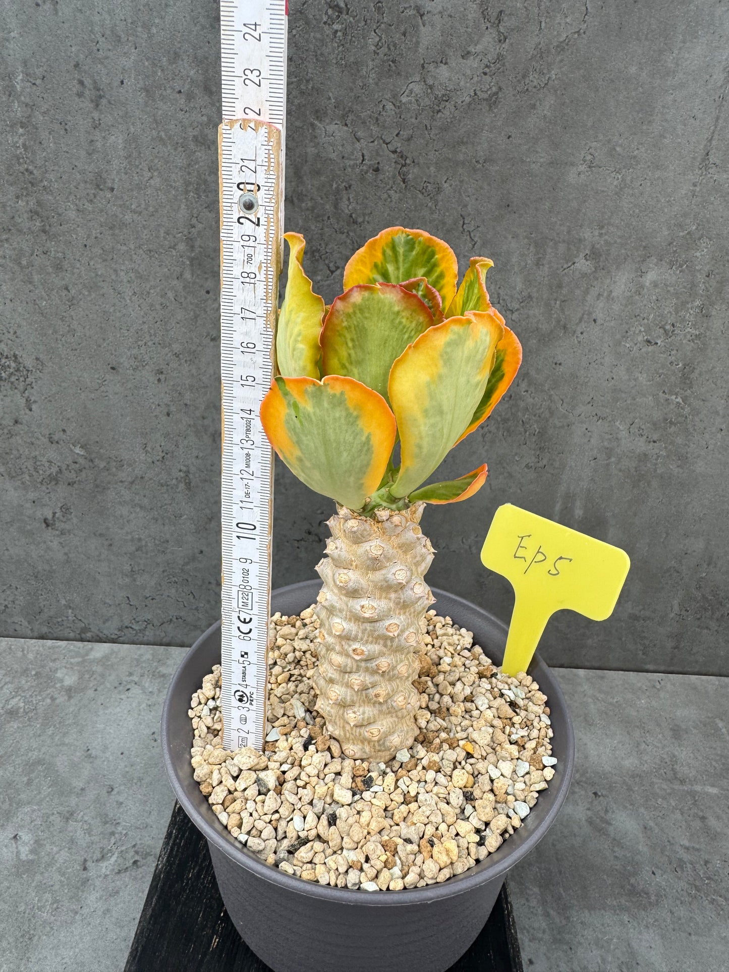 Euphorbia poissonii cv. variegata