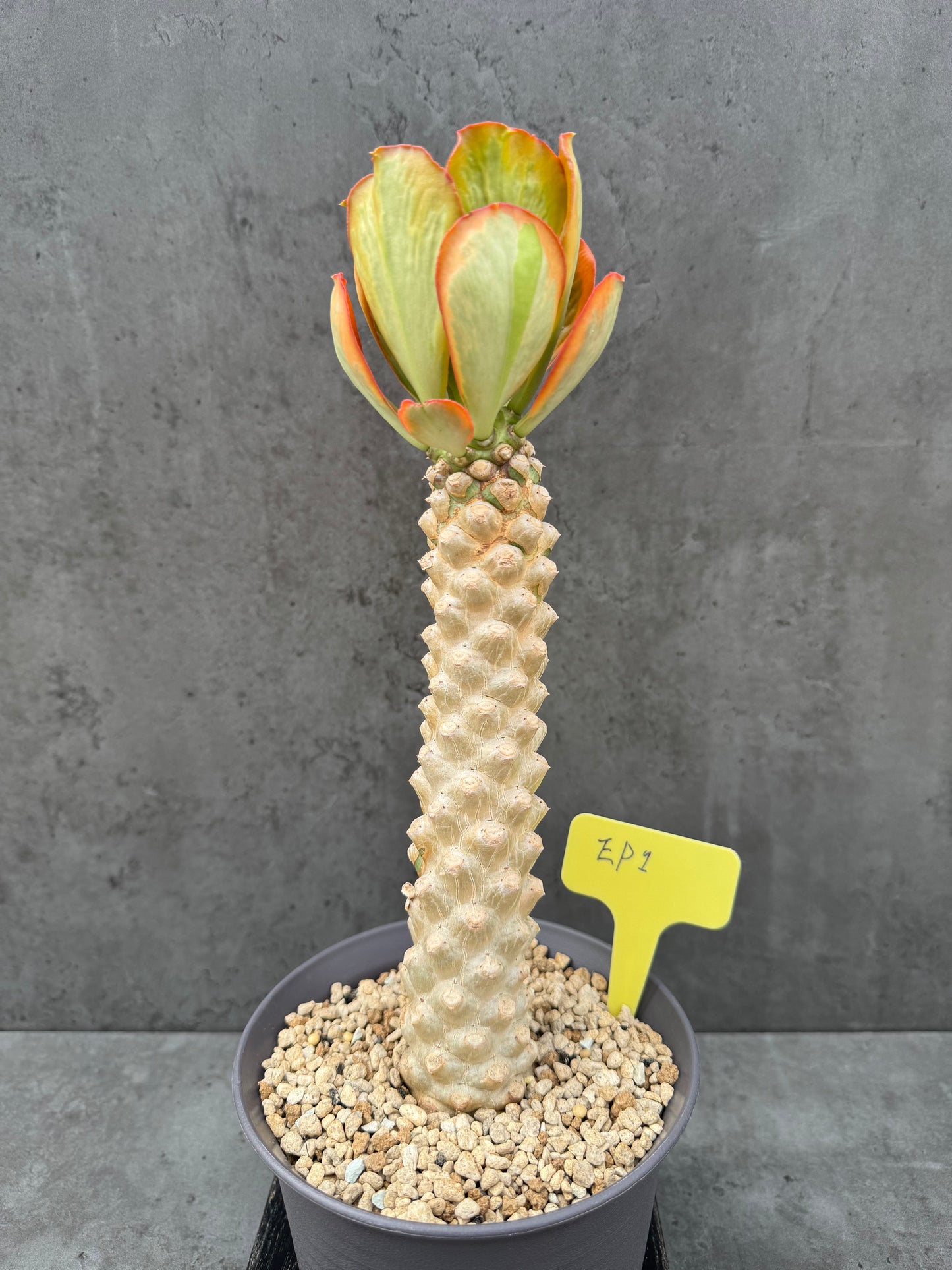 Euphorbia poissonii cv. variegata