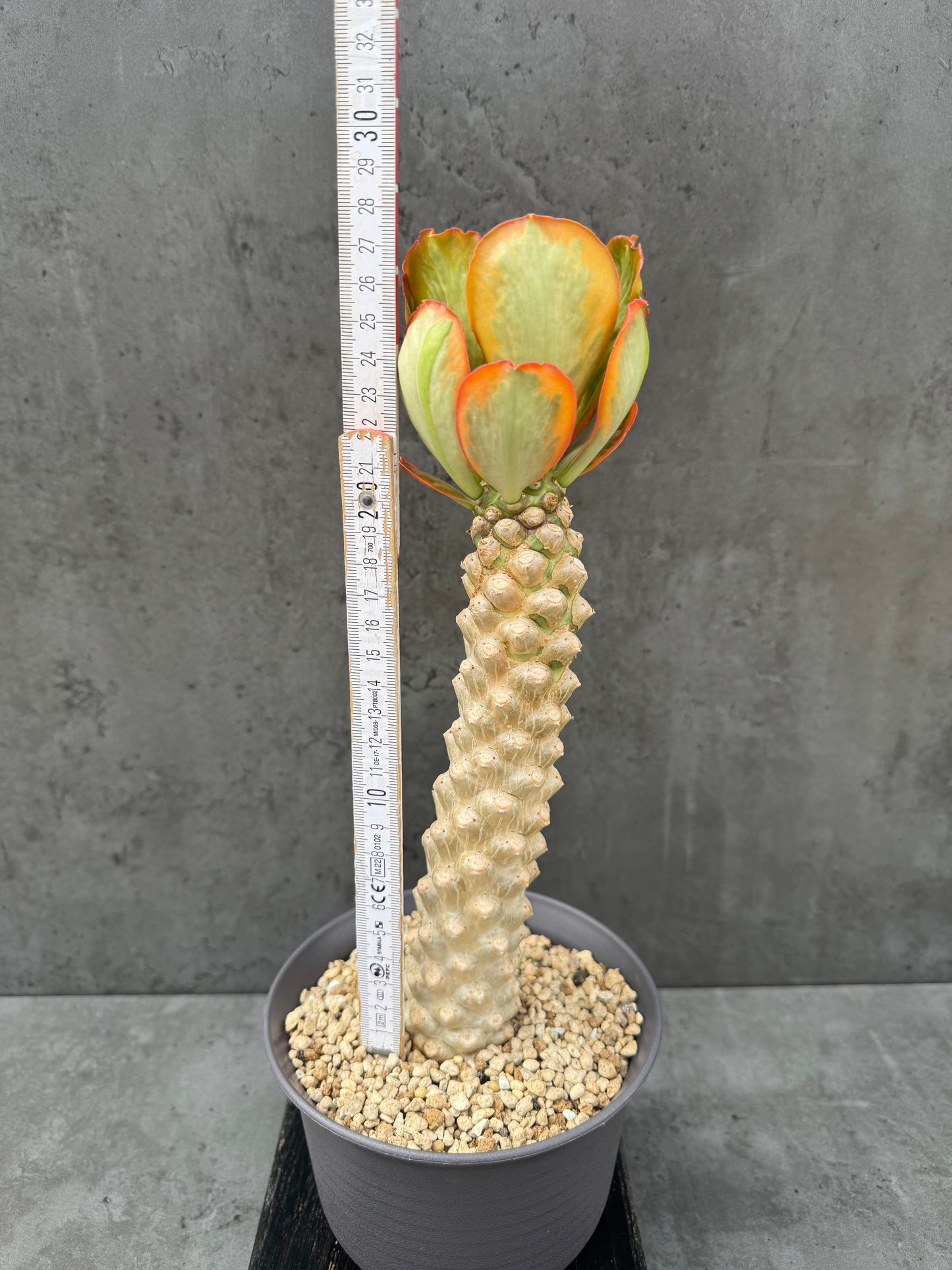 Euphorbia poissonii cv. variegata