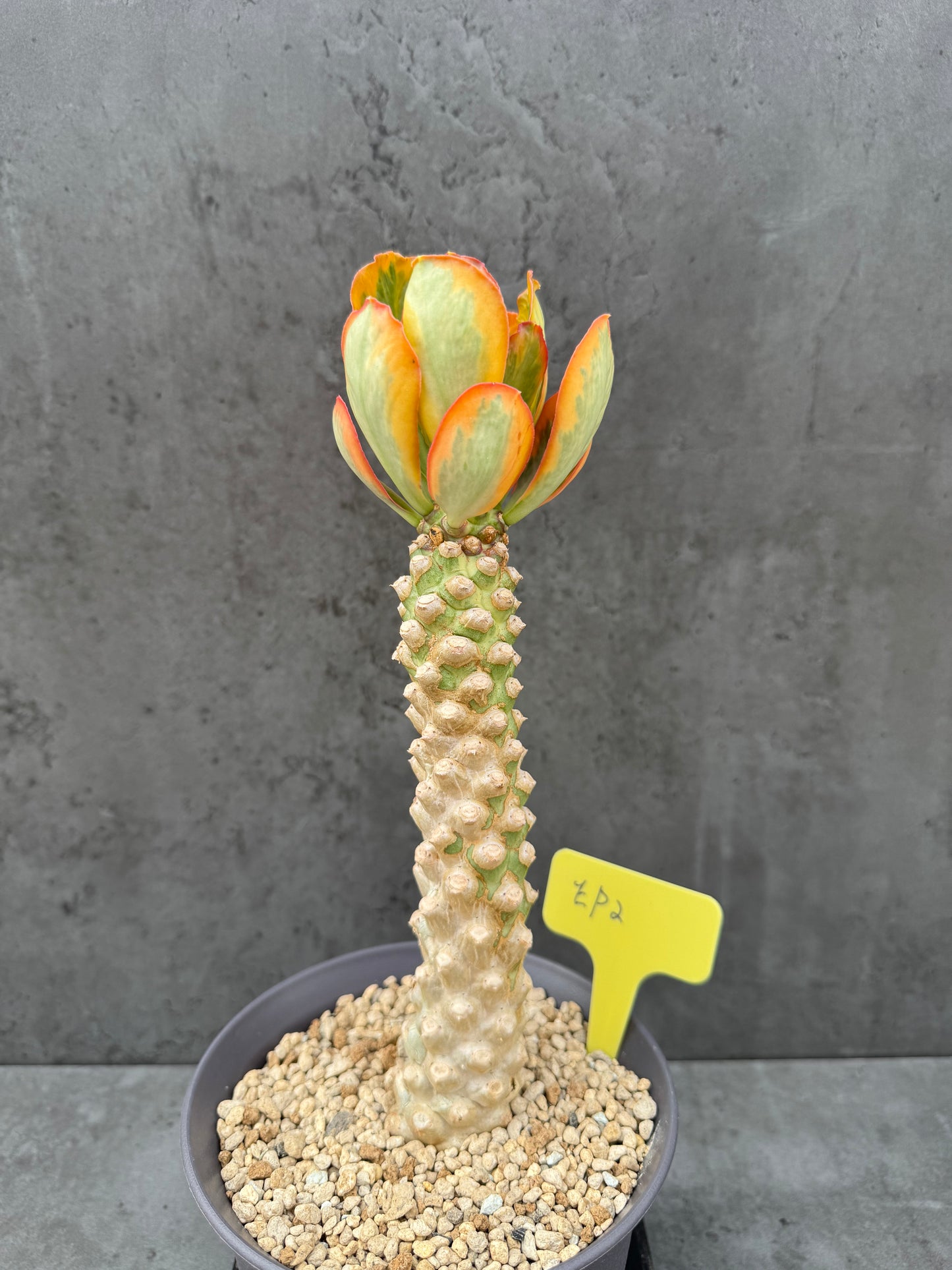 Euphorbia poissonii cv. variegata