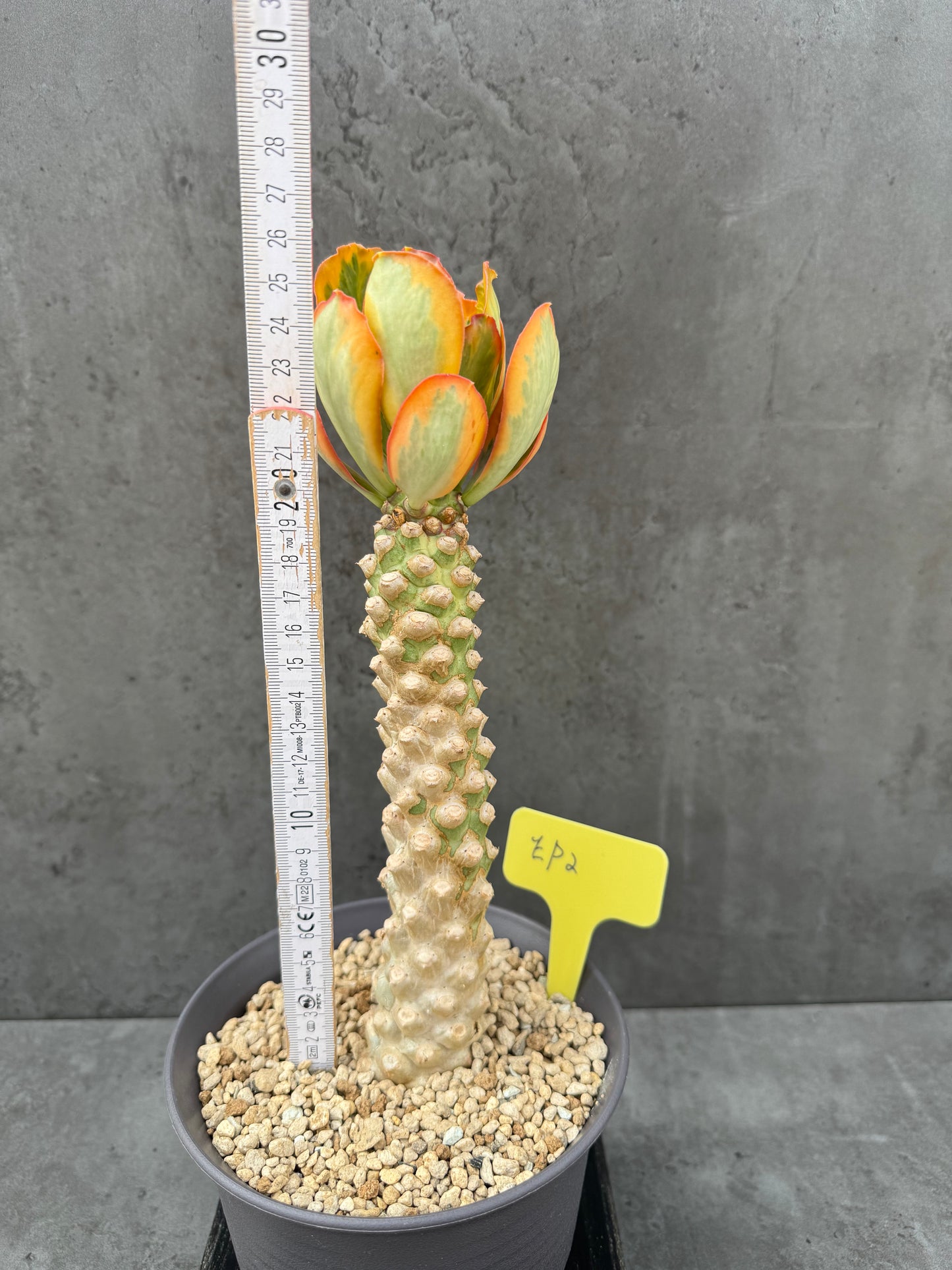 Euphorbia poissonii cv. variegata