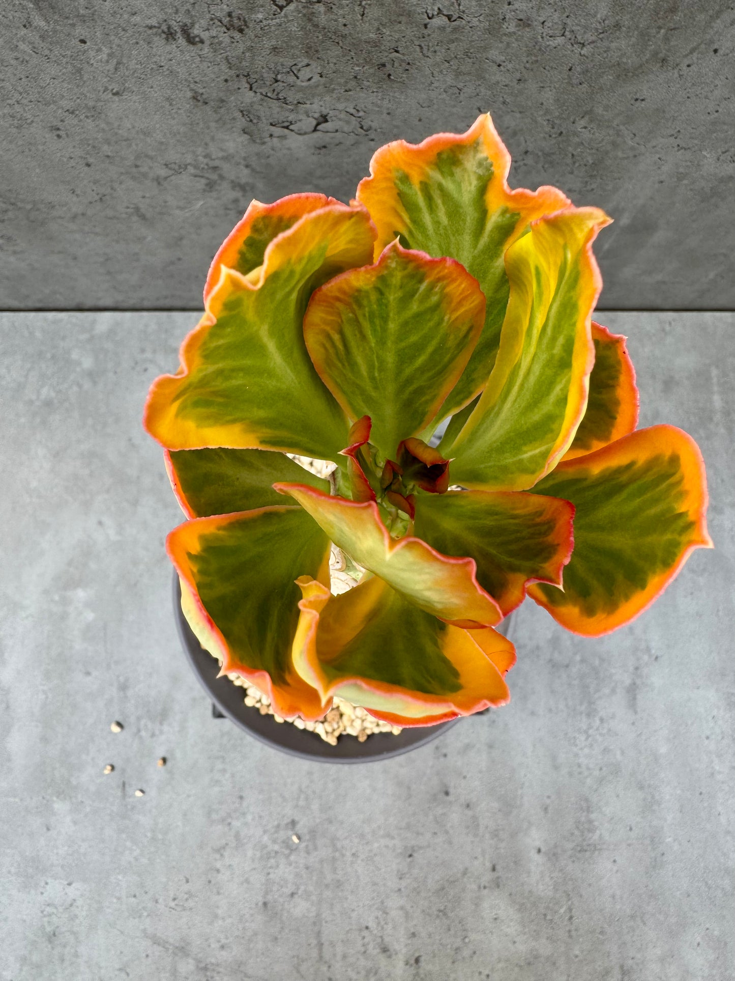 Euphorbia poissonii cv. variegata