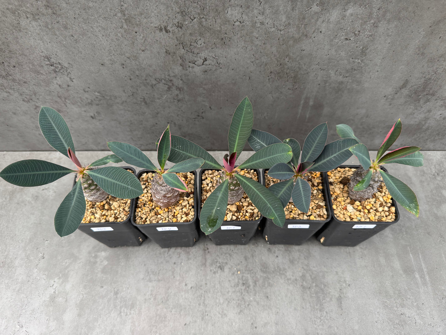 Euphorbia pachypodioides