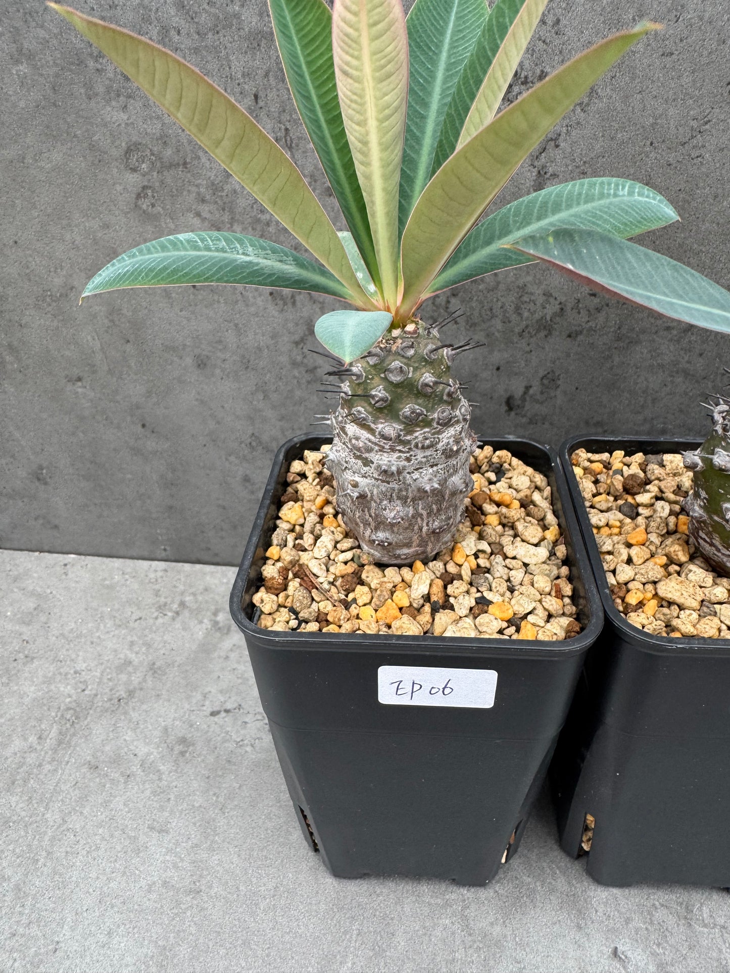 Euphorbia pachypodioides