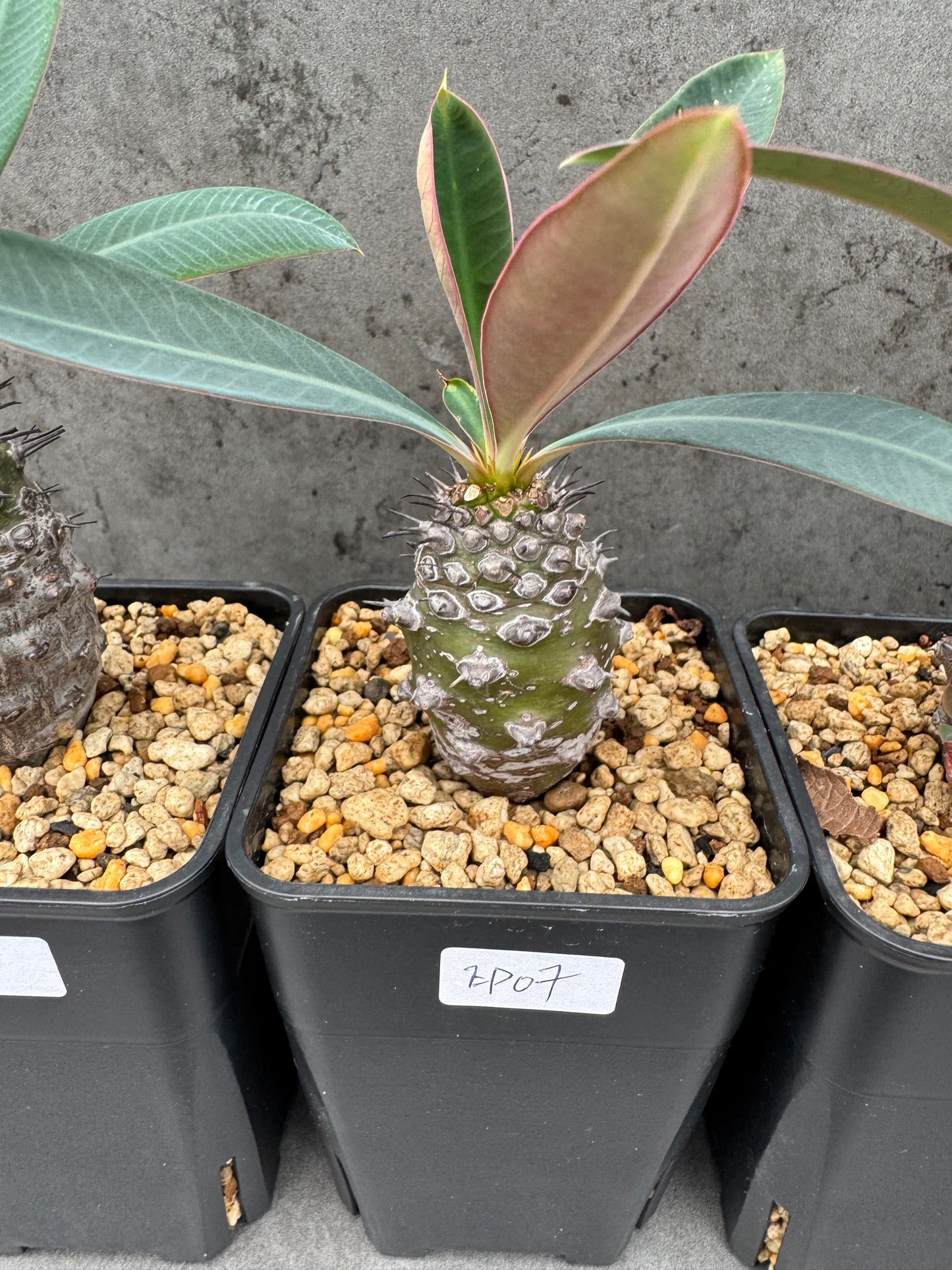 Euphorbia pachypodioides