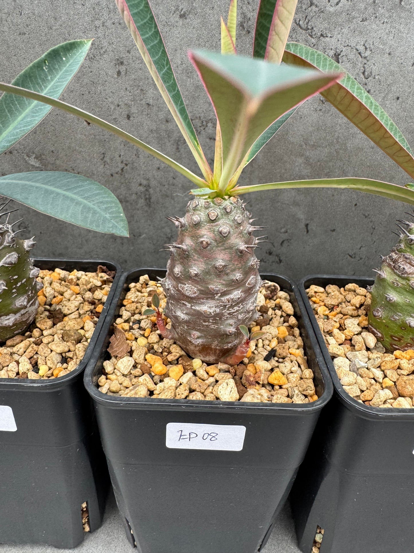 Euphorbia pachypodioides
