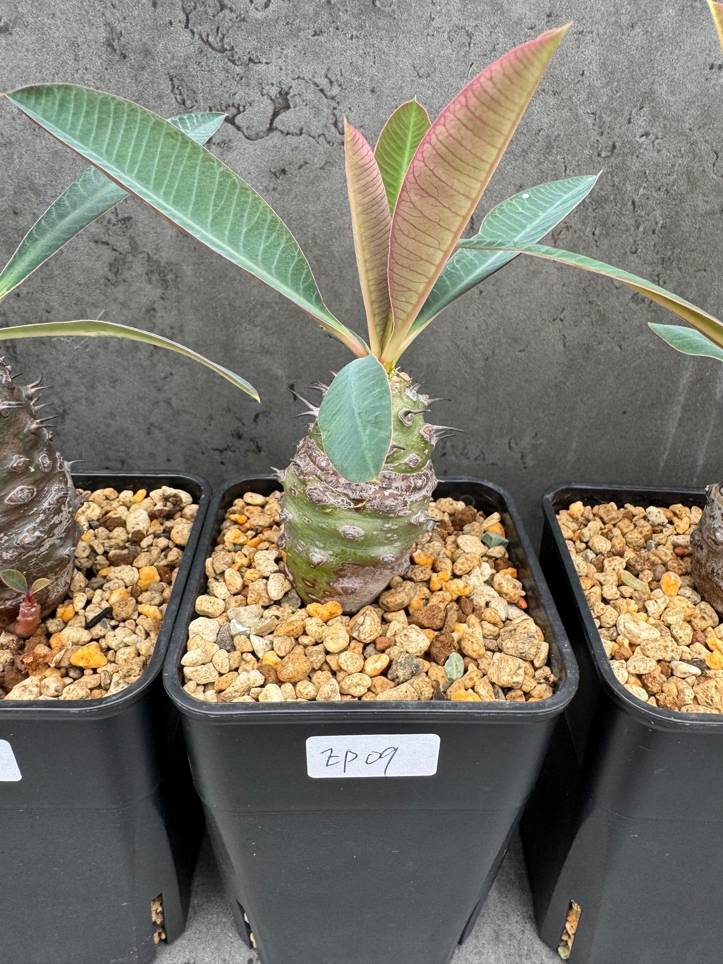 Euphorbia pachypodioides