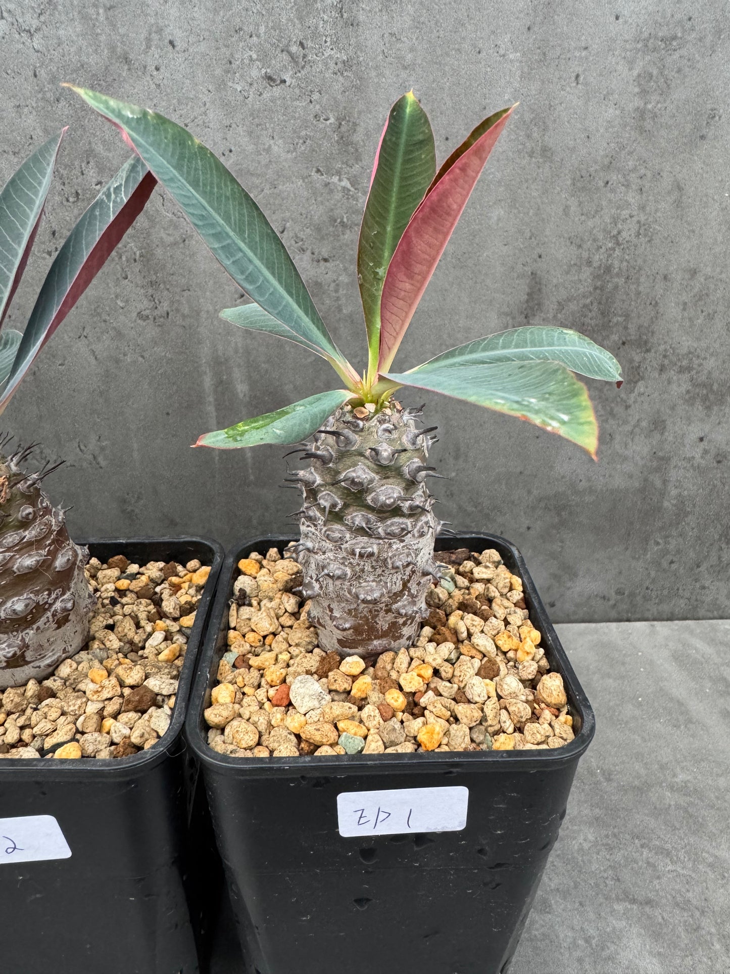 Euphorbia pachypodioides