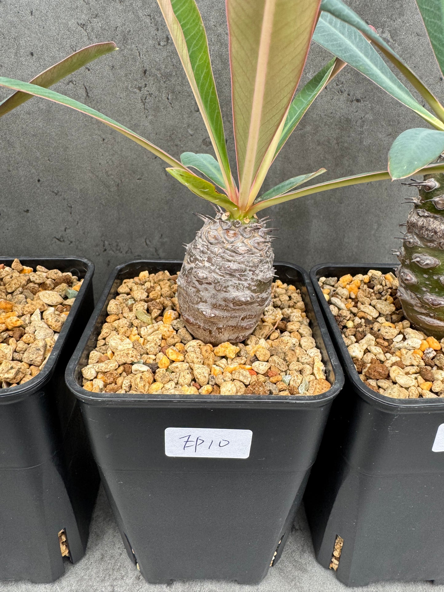 Euphorbia pachypodioides