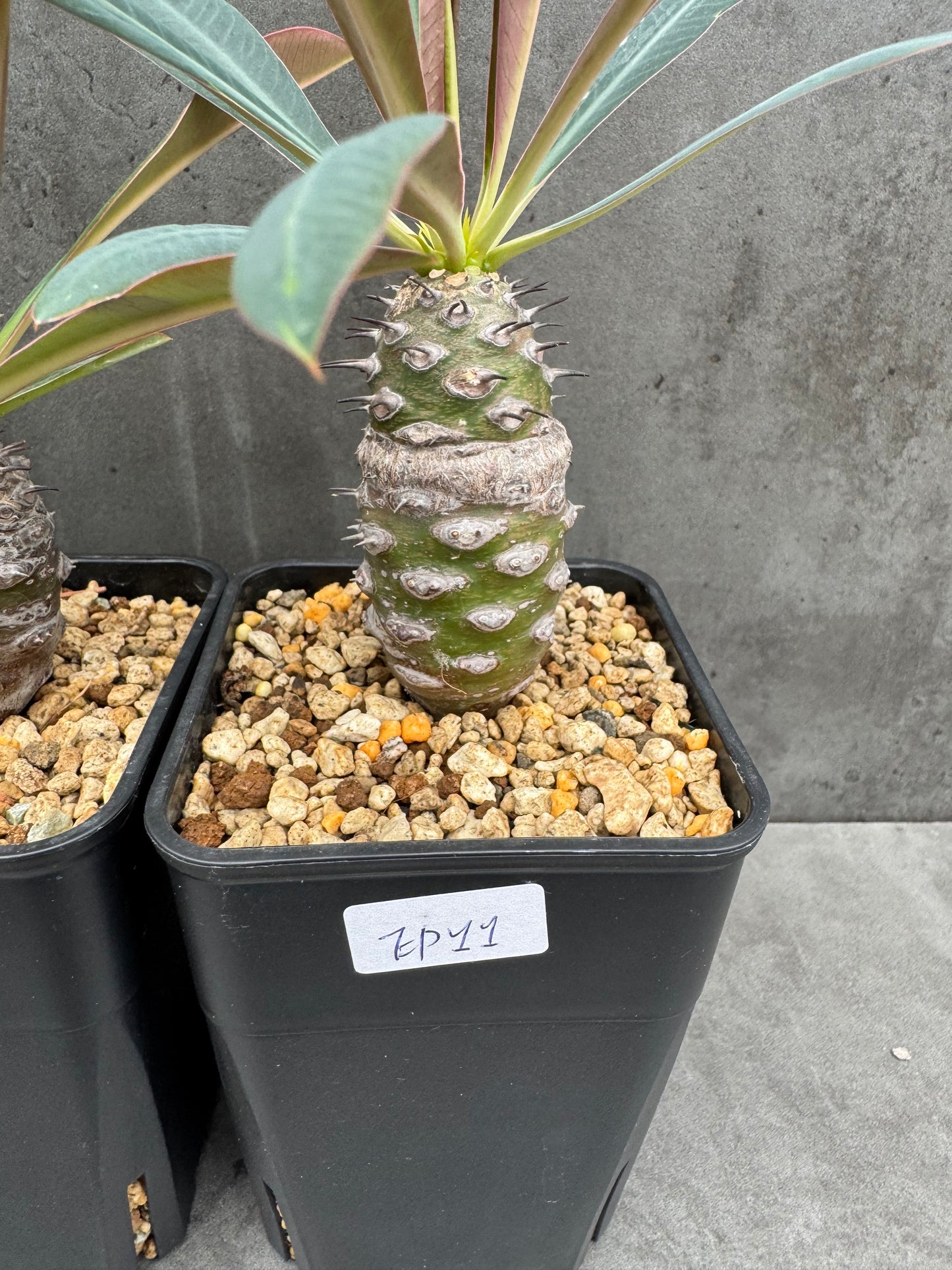 Euphorbia pachypodioides