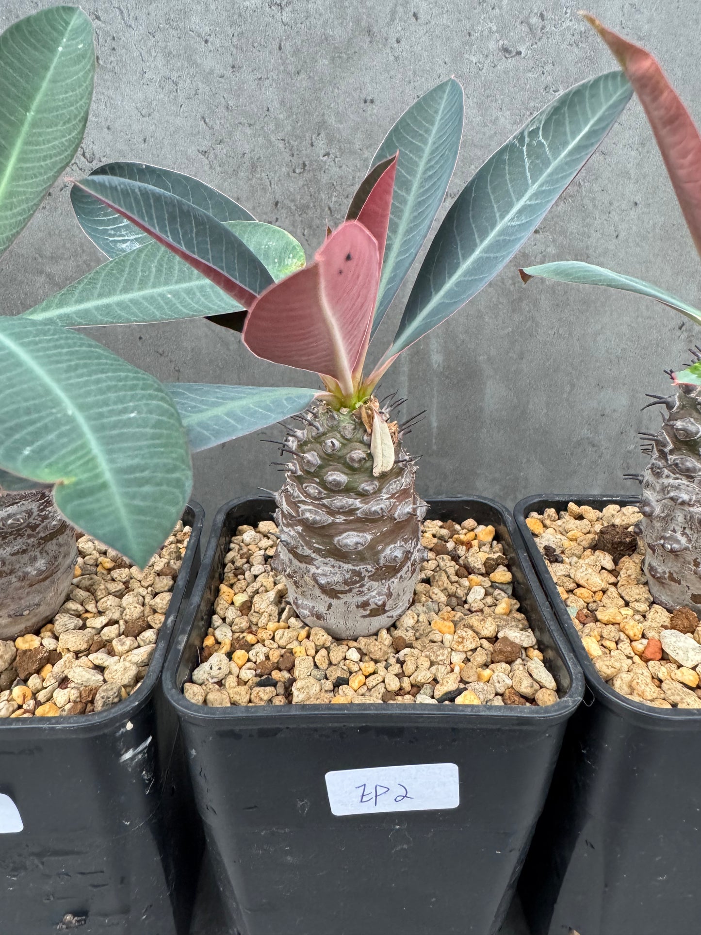 Euphorbia pachypodioides