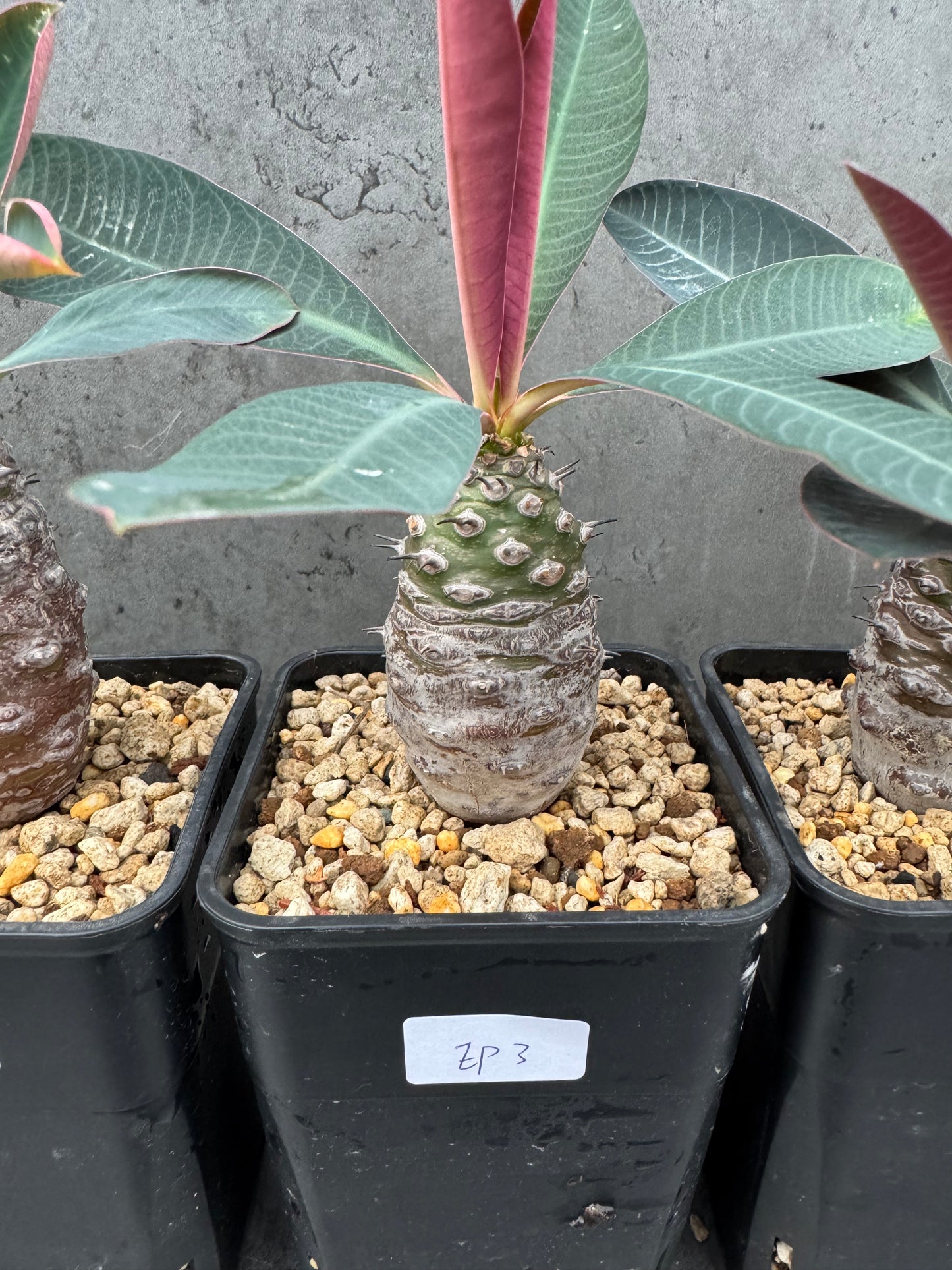 Euphorbia pachypodioides